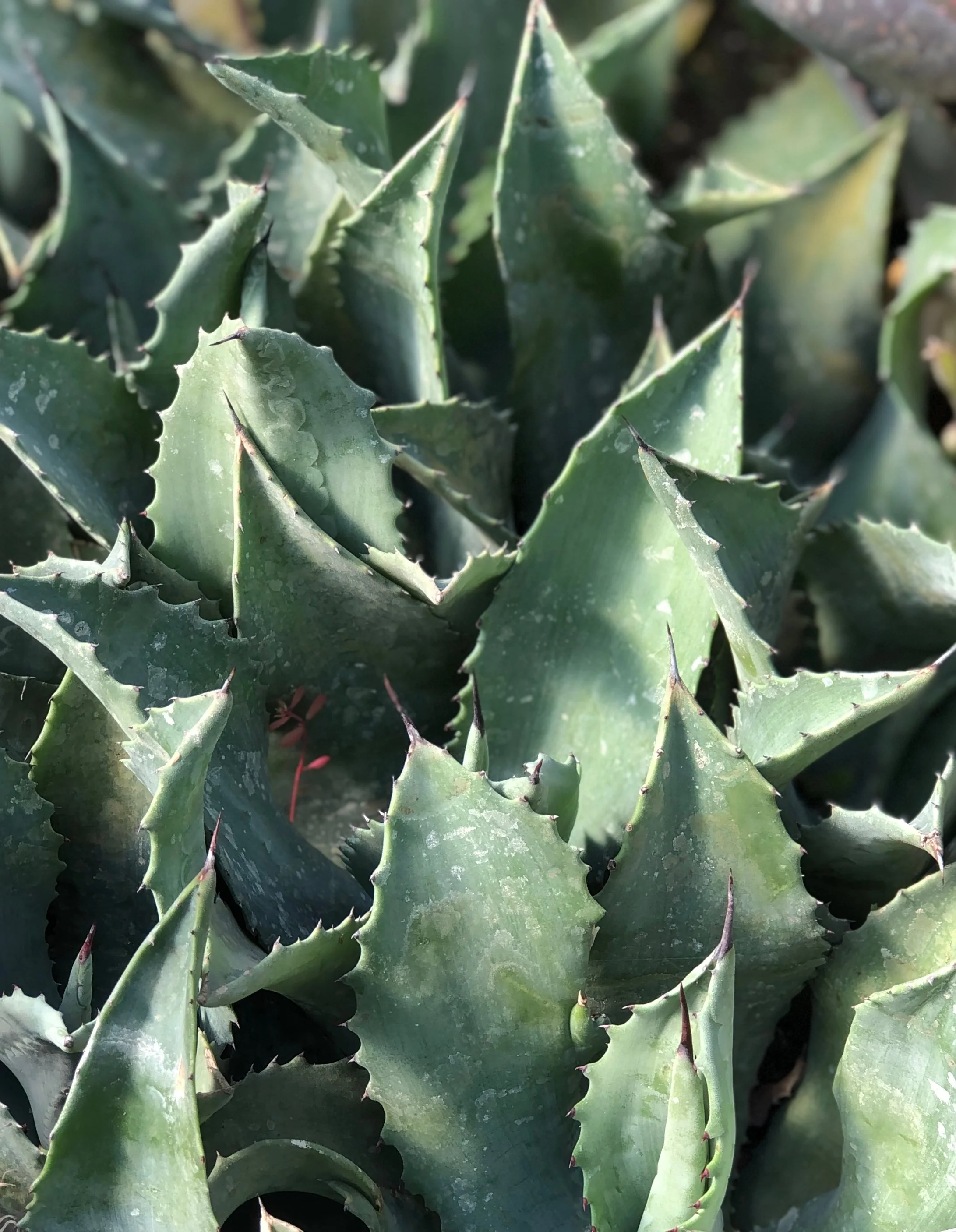 *RETAIL - Agave 'Mr Ripple' - Image 3