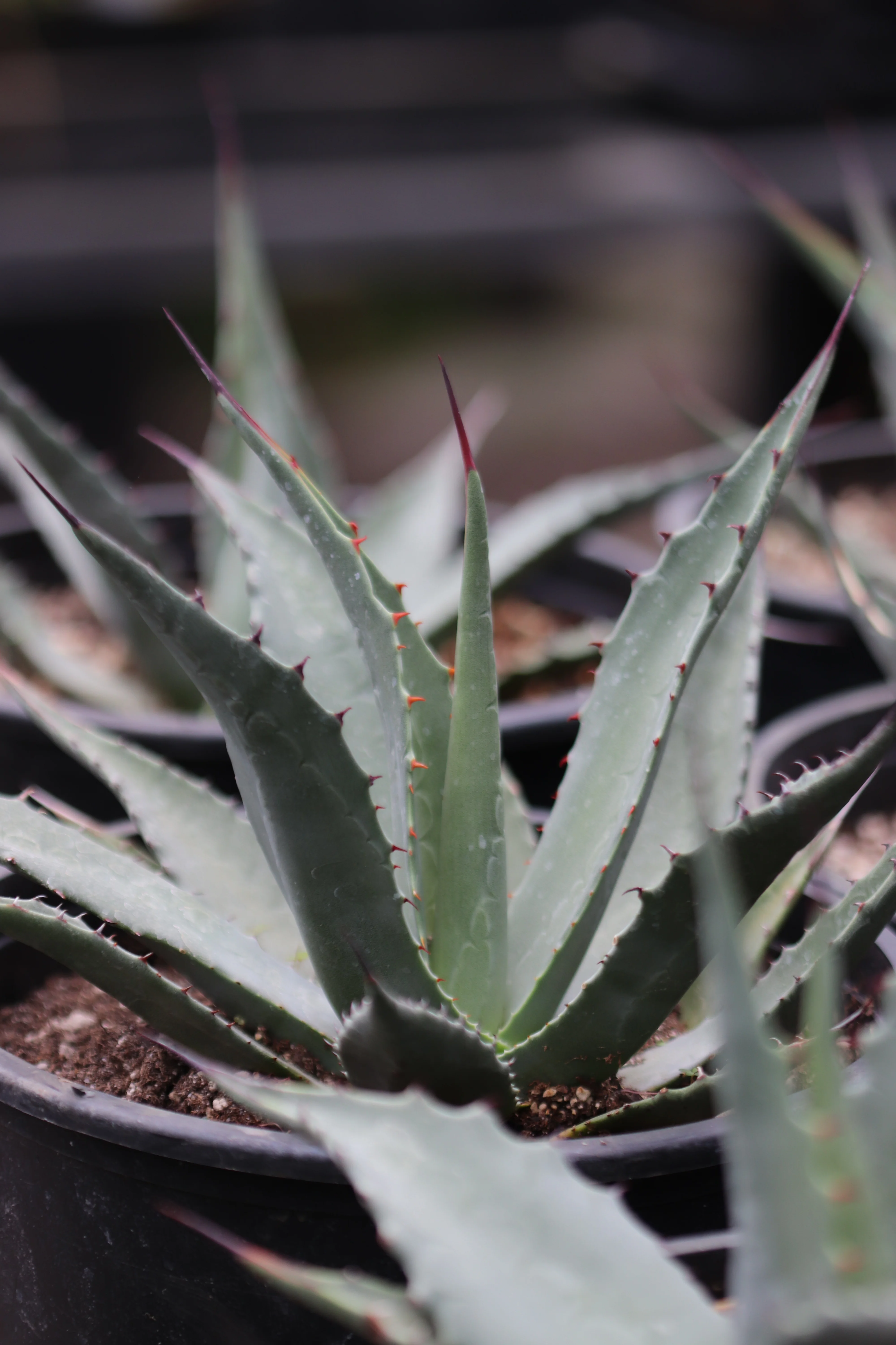 *RETAIL - Agave neomexicana - Image 2