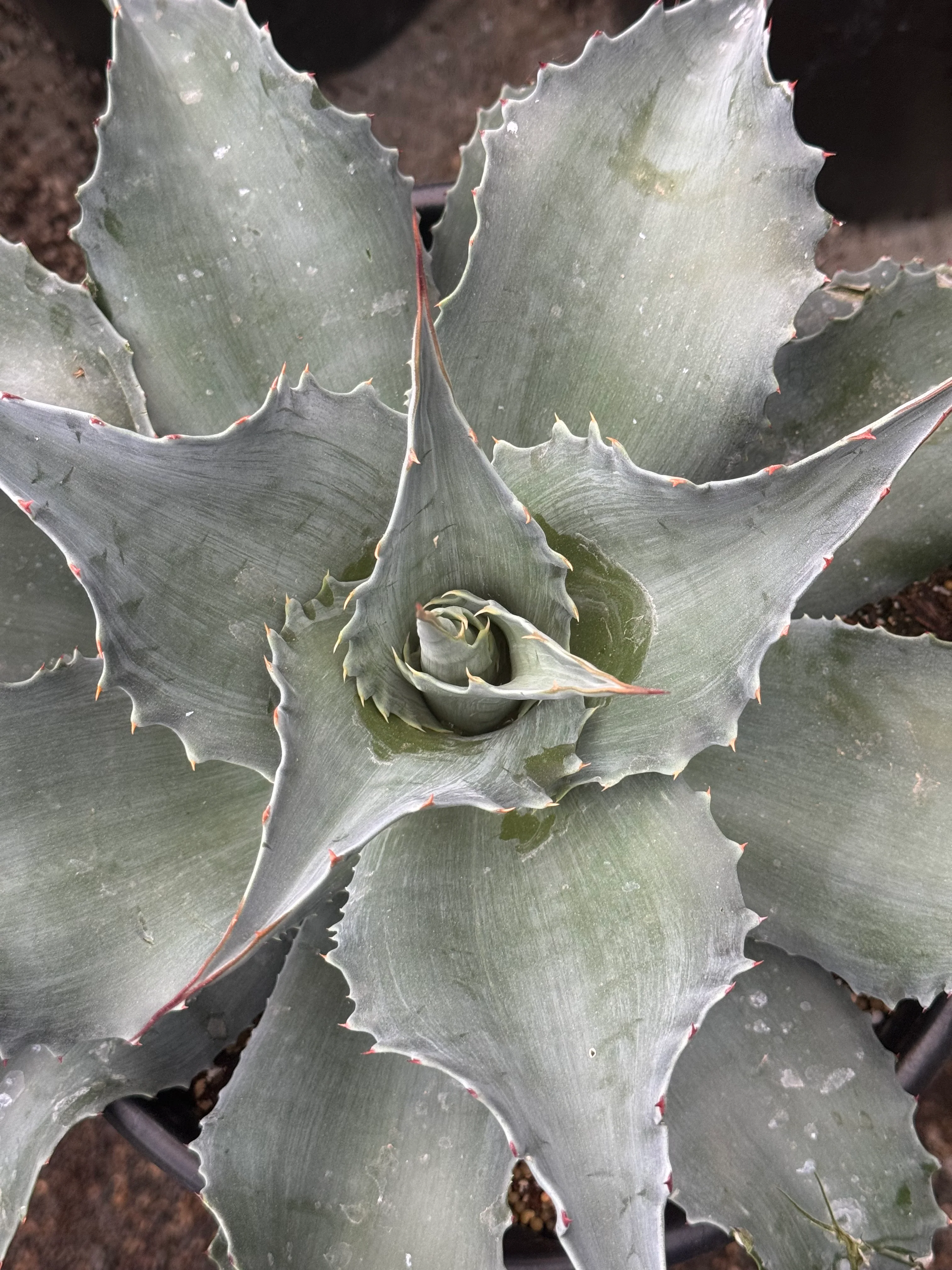 *RETAIL - Agave ovatifolia 'Vanzie' - Image 2