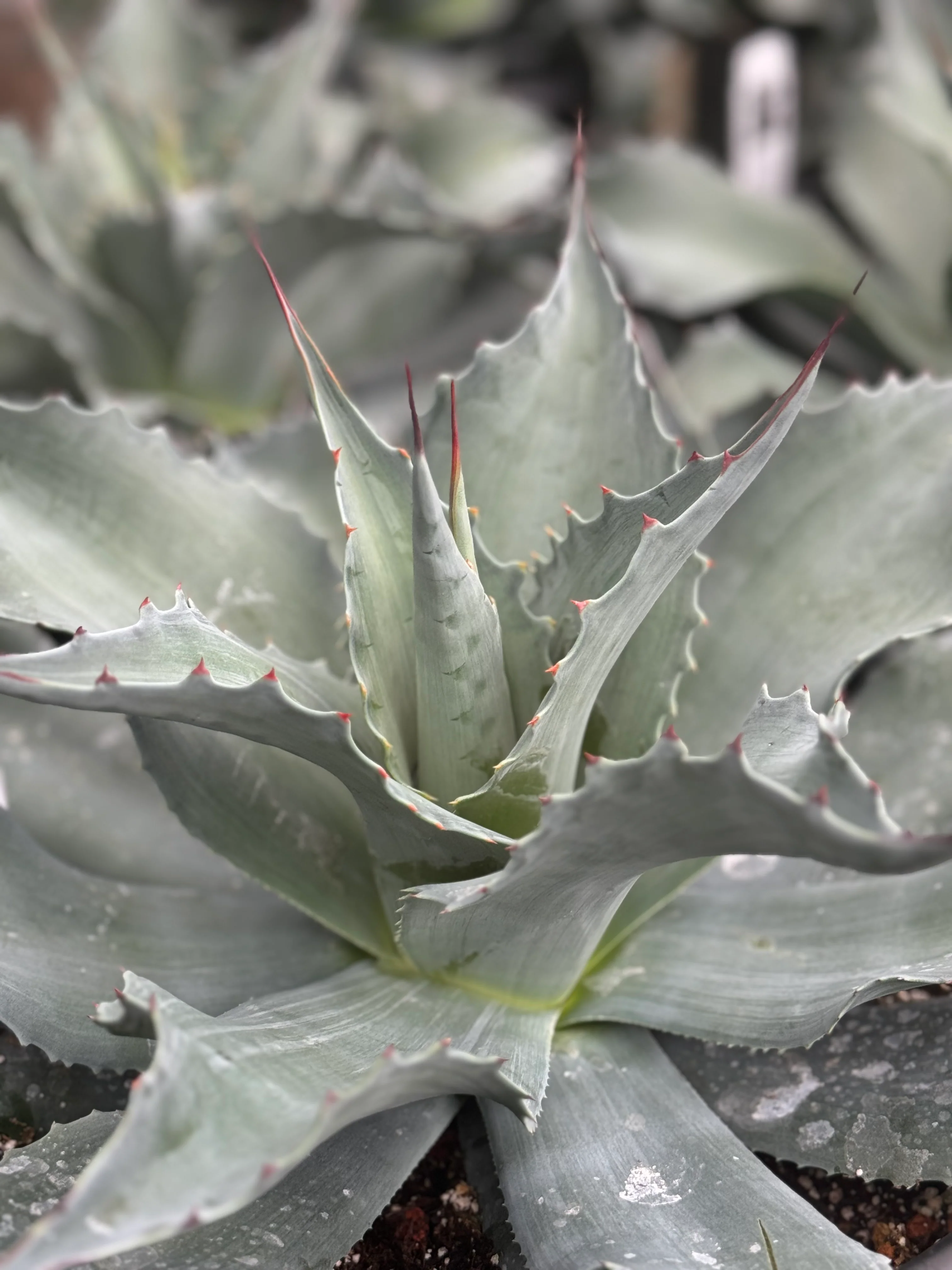 *RETAIL - Agave ovatifolia 'Vanzie' - Image 3