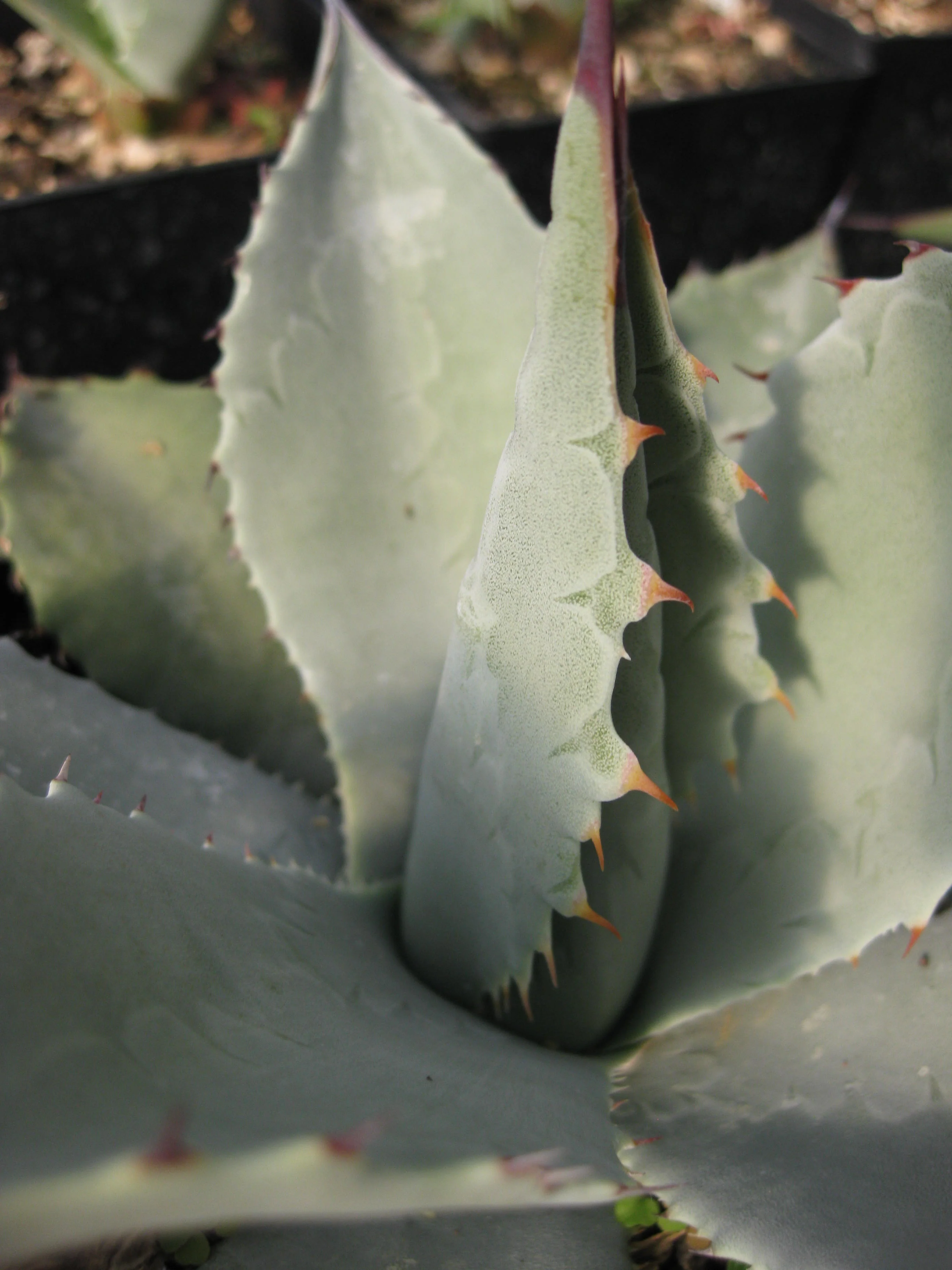 *RETAIL - Agave parryi var. couesii