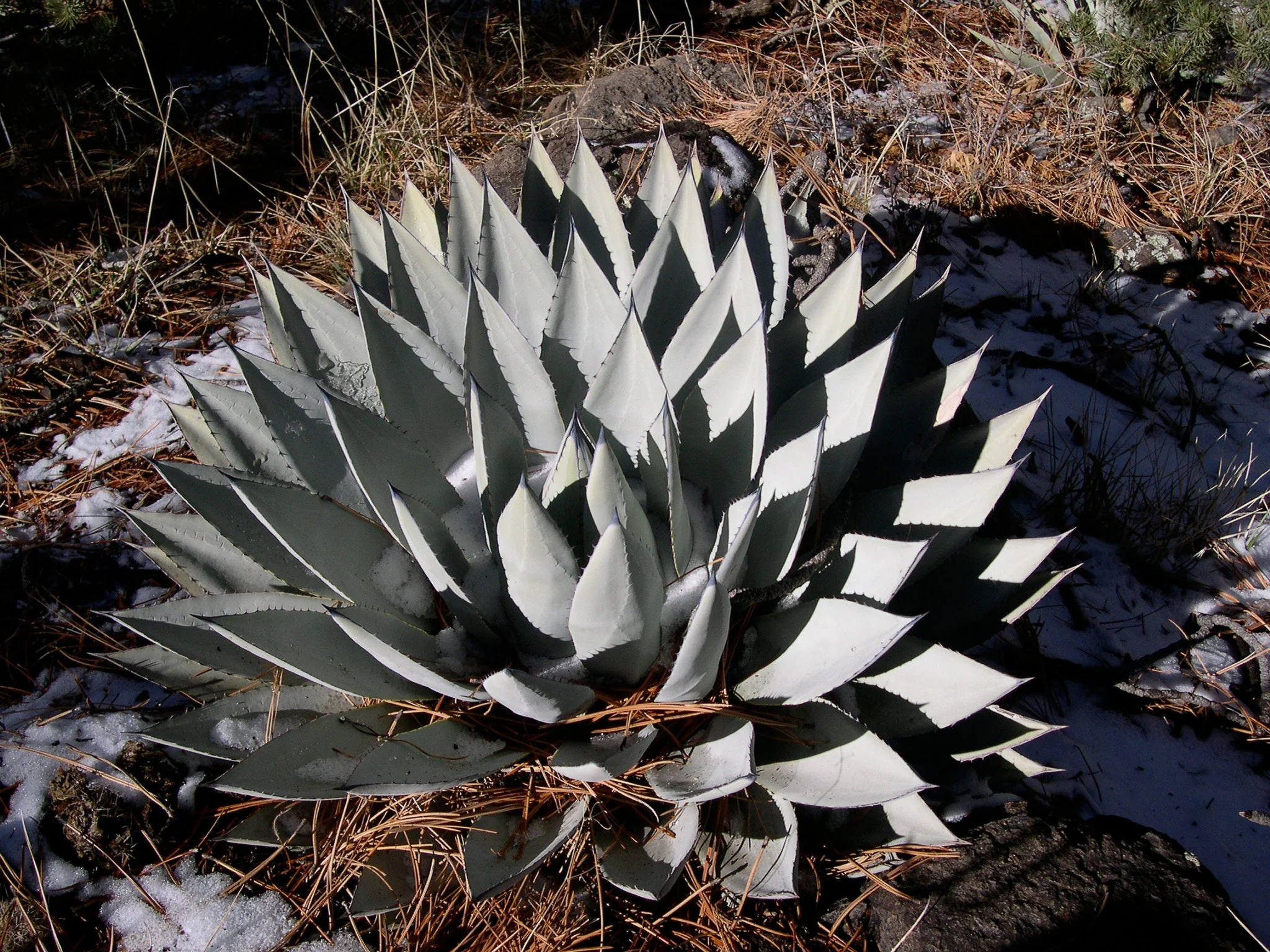 *RETAIL - Agave parryi var. couesii - Image 2