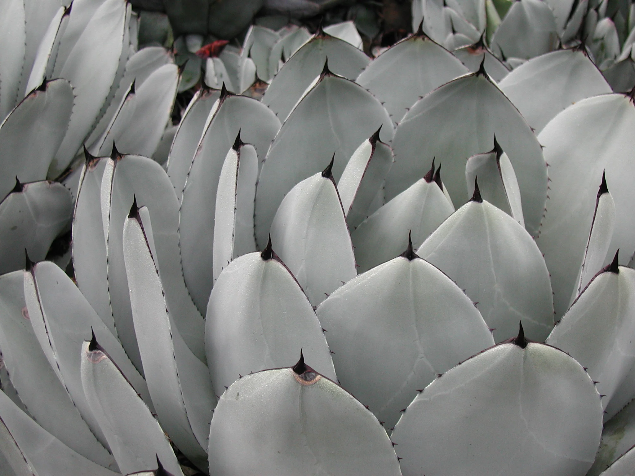 *RETAIL - Agave parryi var. truncata