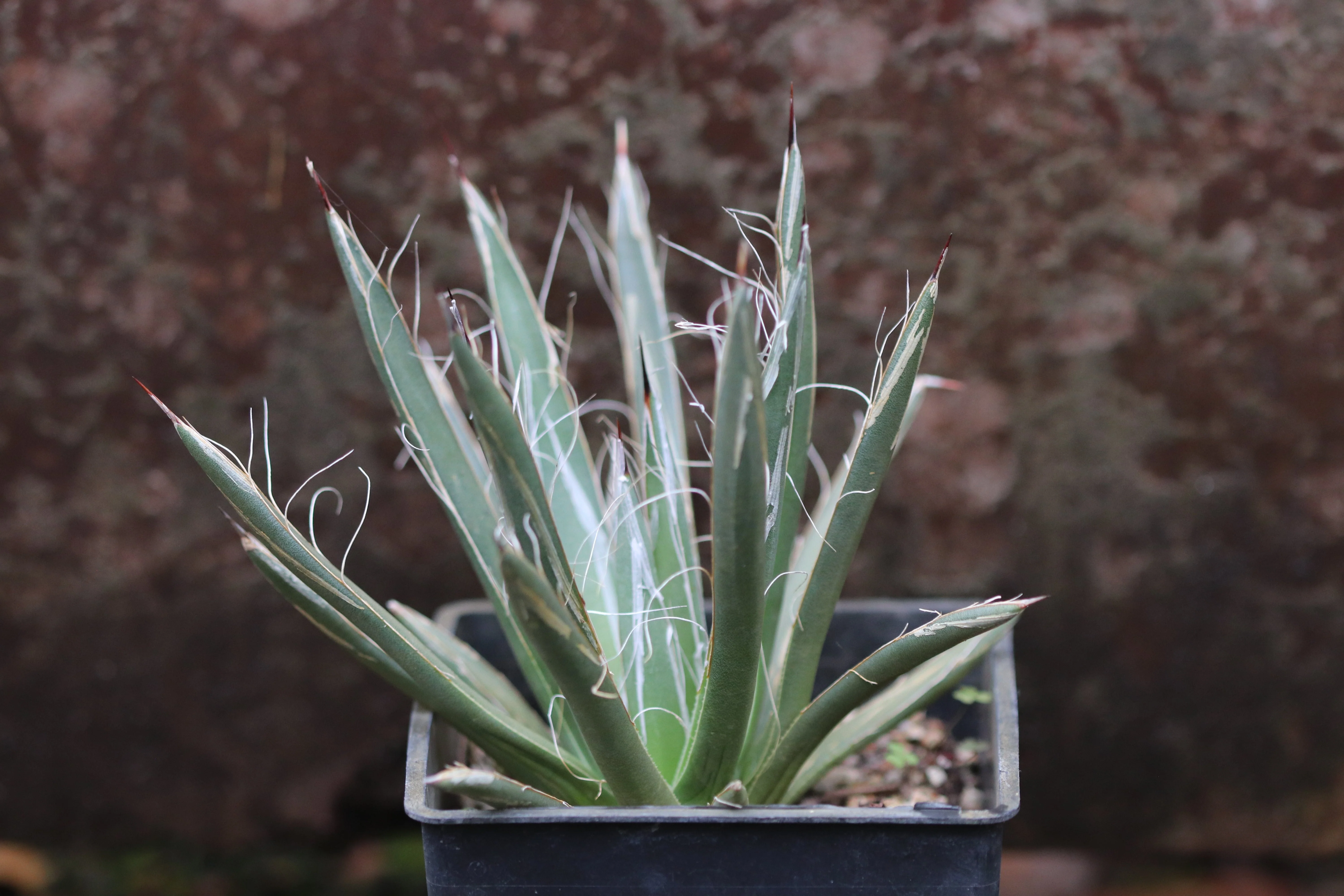 *RETAIL - Agave toumeyana var. bella Bernhardt Tr., AZ
