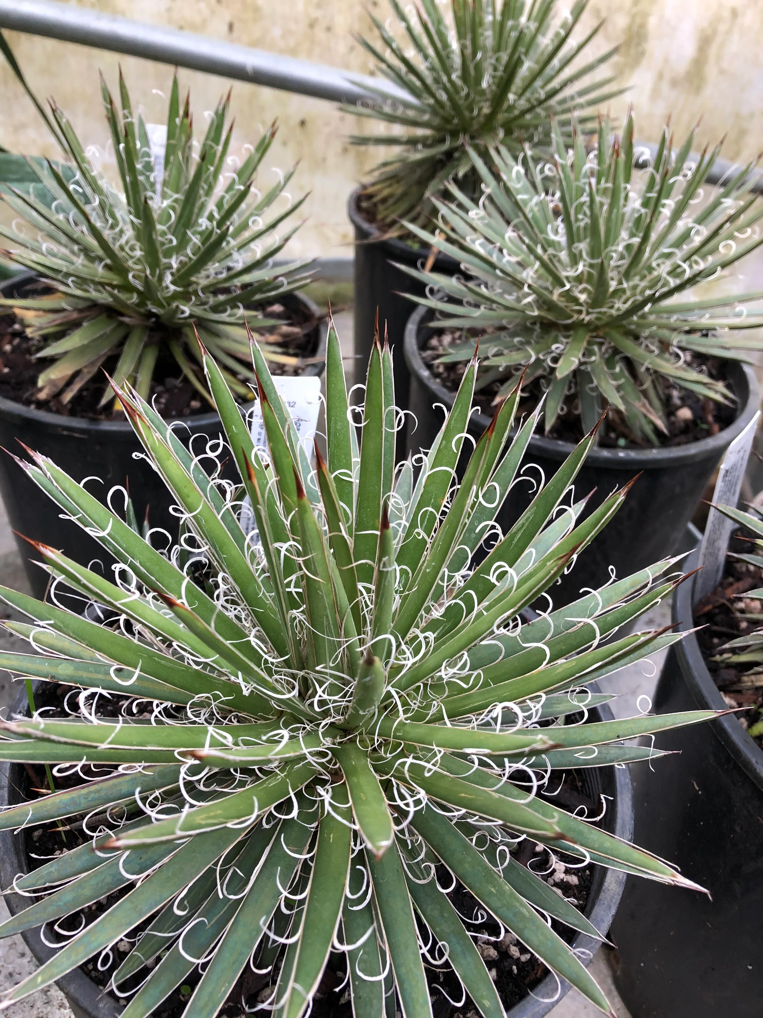 *RETAIL - Agave x leopoldii - Image 2