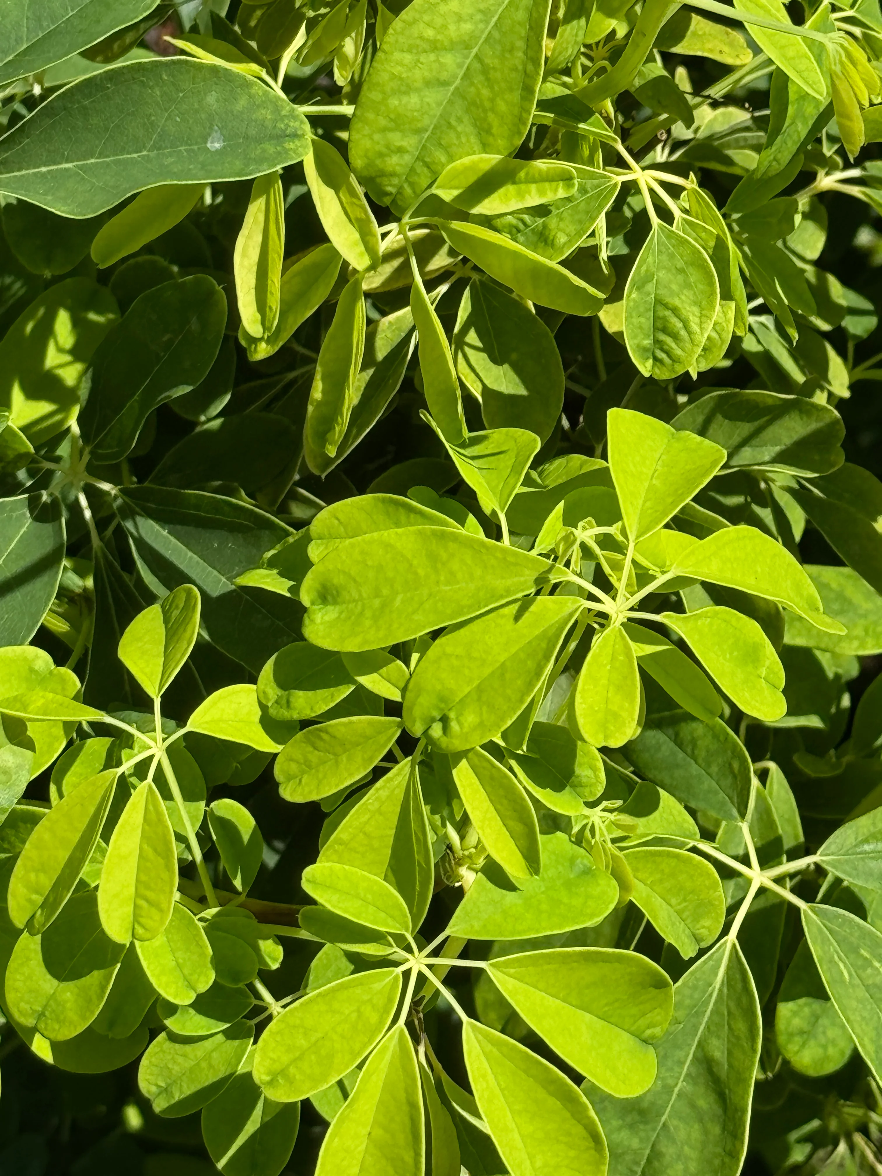 *RETAIL - Akebia quinata 'Alba' - Image 3