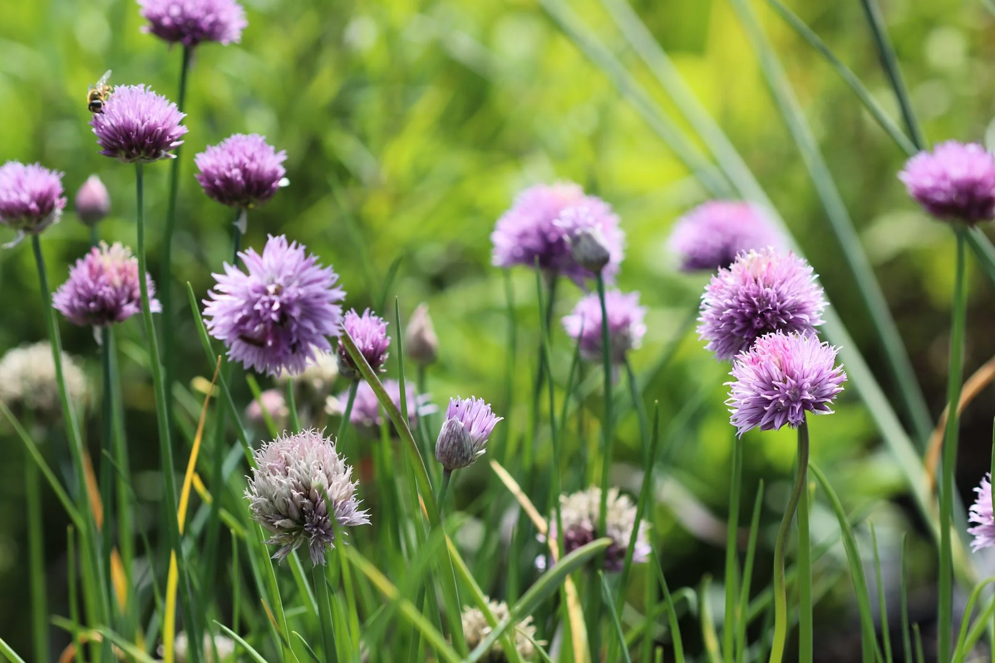 *RETAIL - Allium schoenoprasum