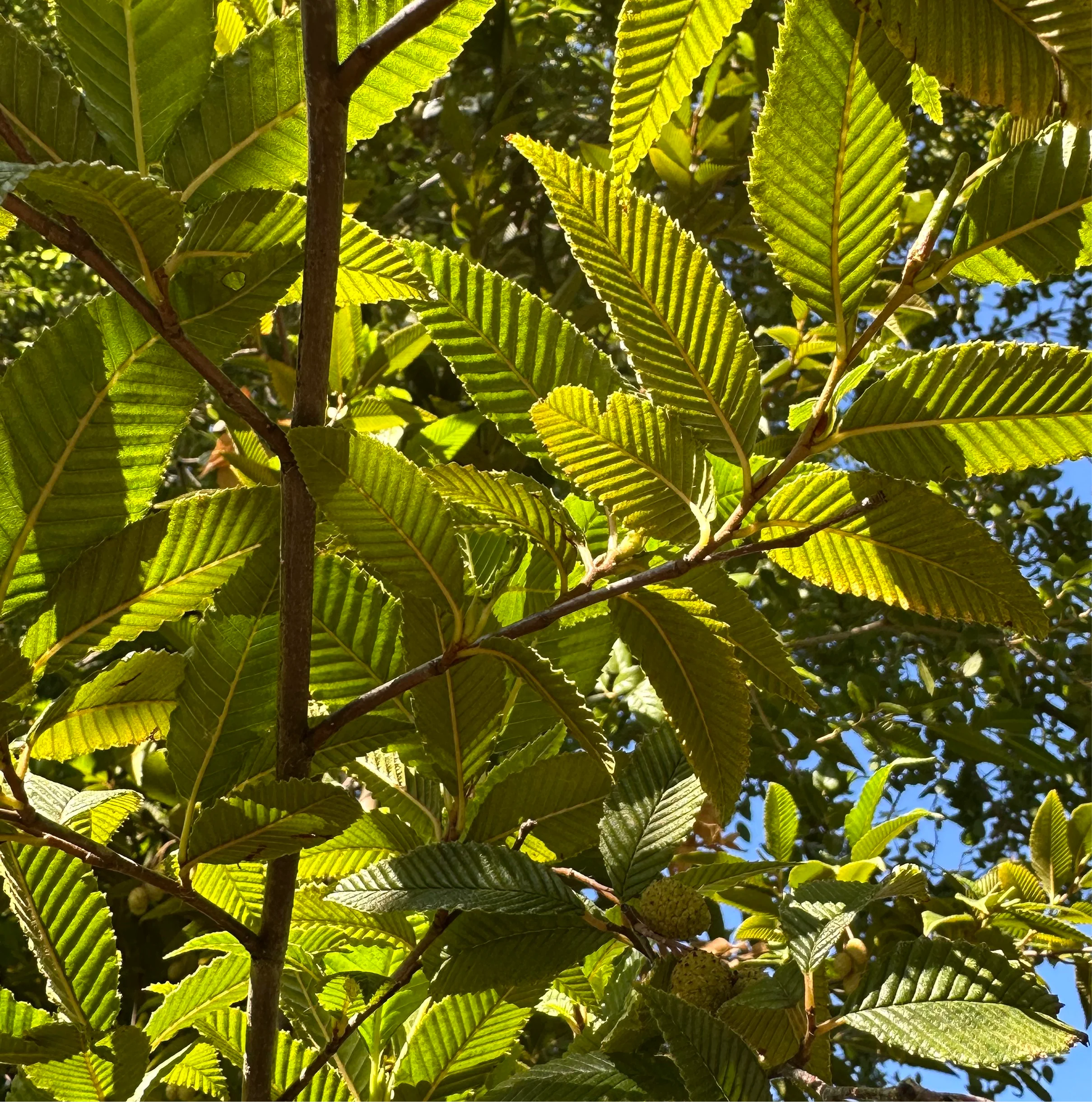 *RETAIL - Alnus firma - Image 3