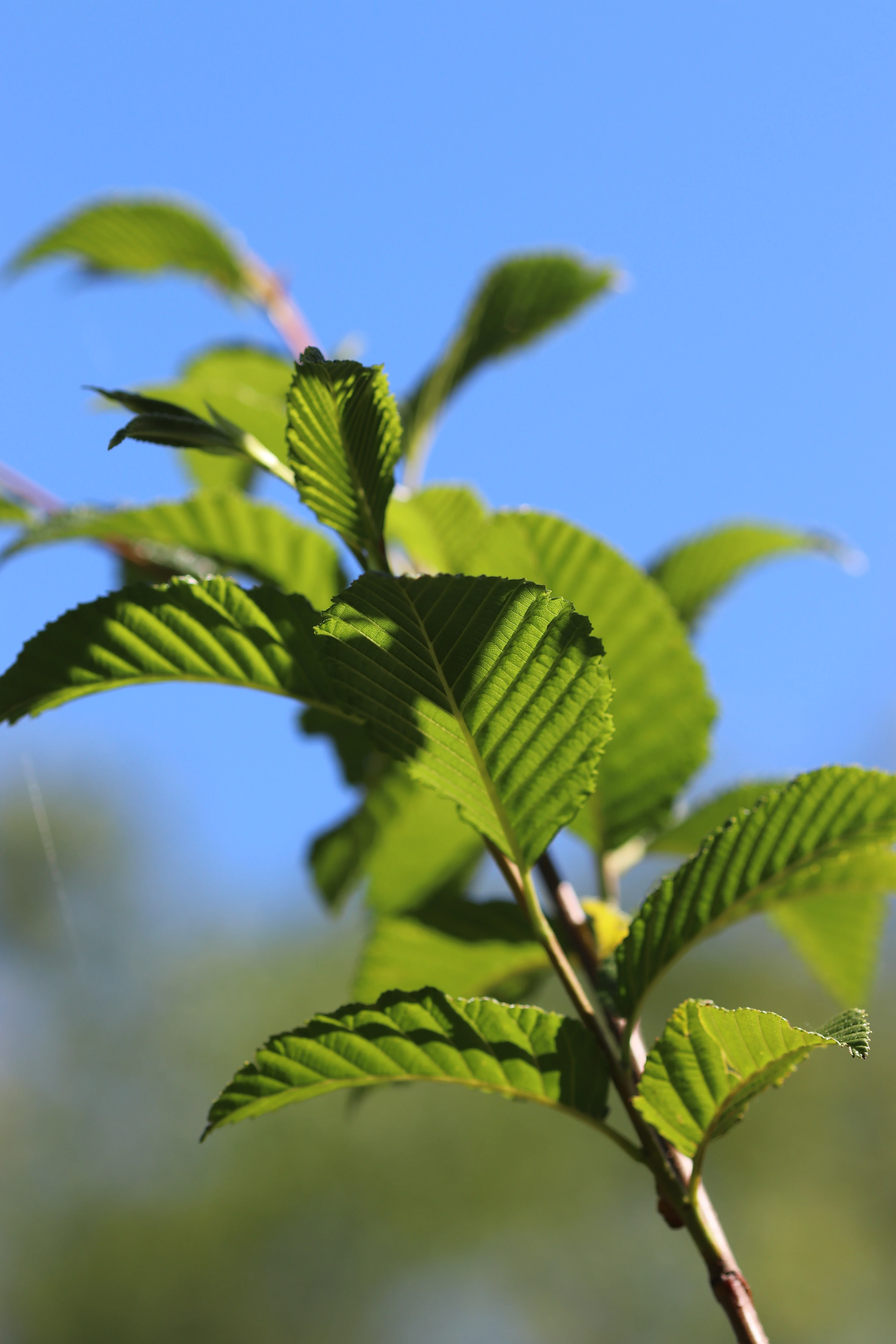*RETAIL - Alnus firma - Image 4