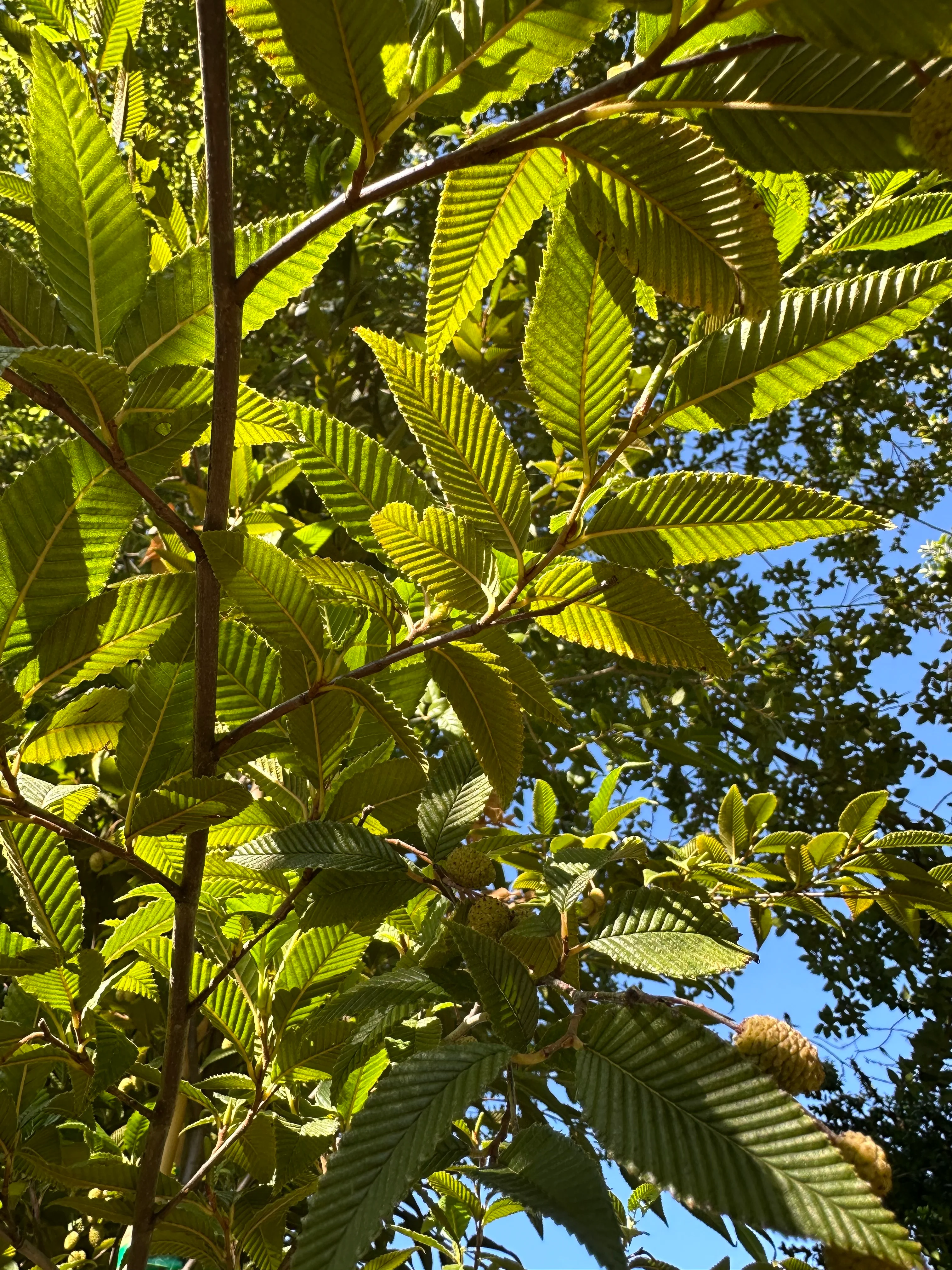 *RETAIL - Alnus firma - Image 5