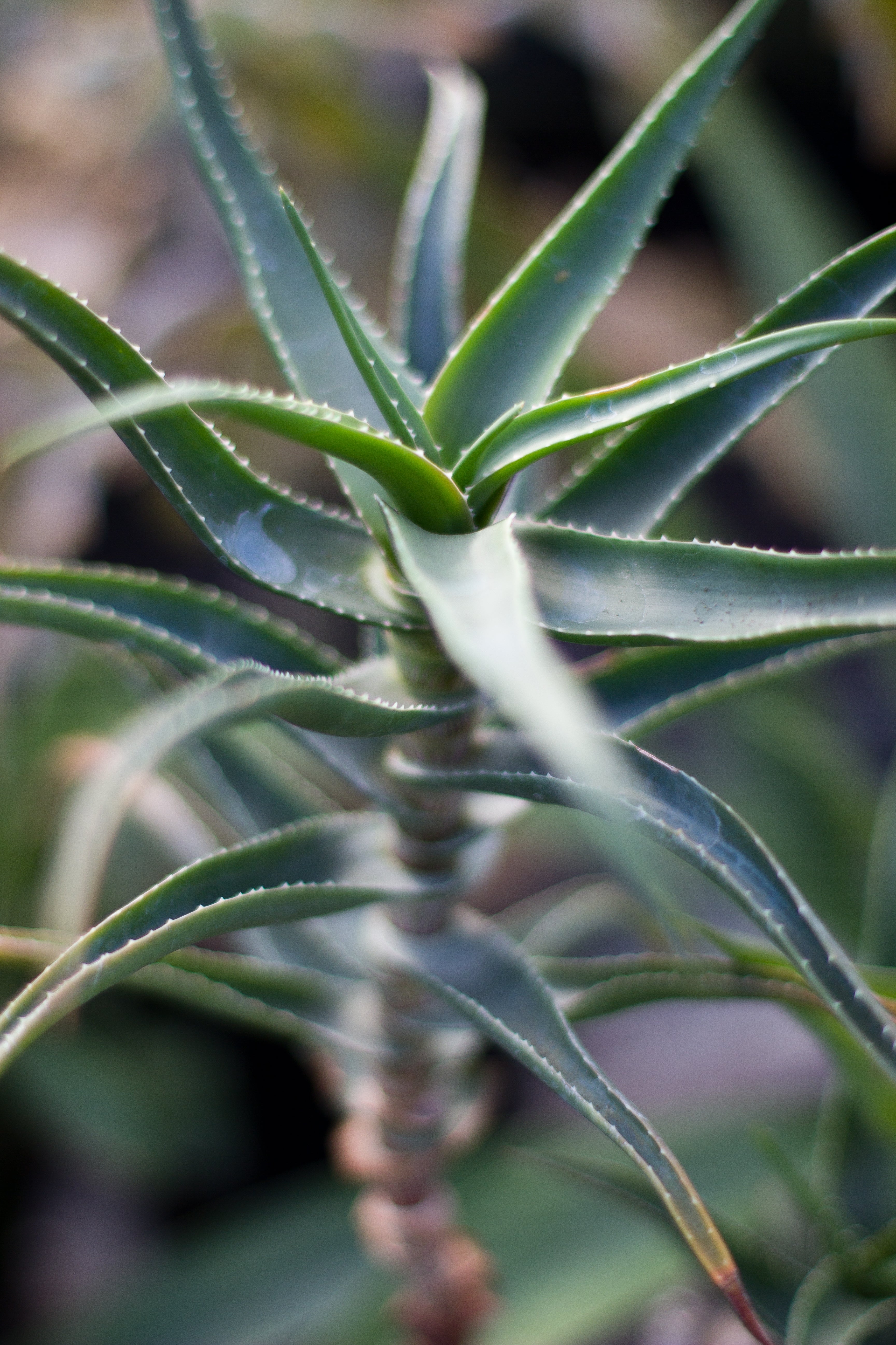 *RETAIL - Aloe striatula