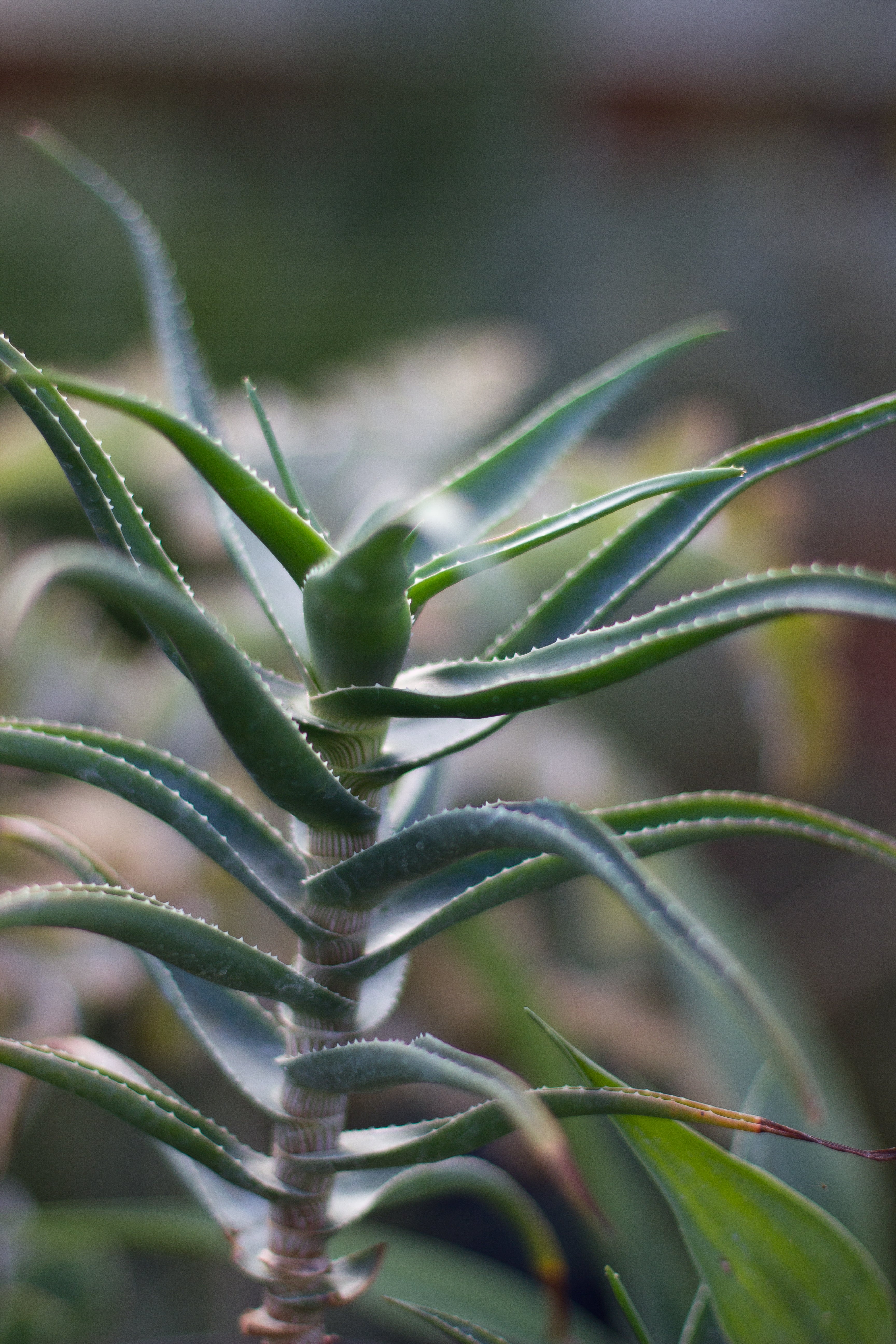 *RETAIL - Aloe striatula - Image 2