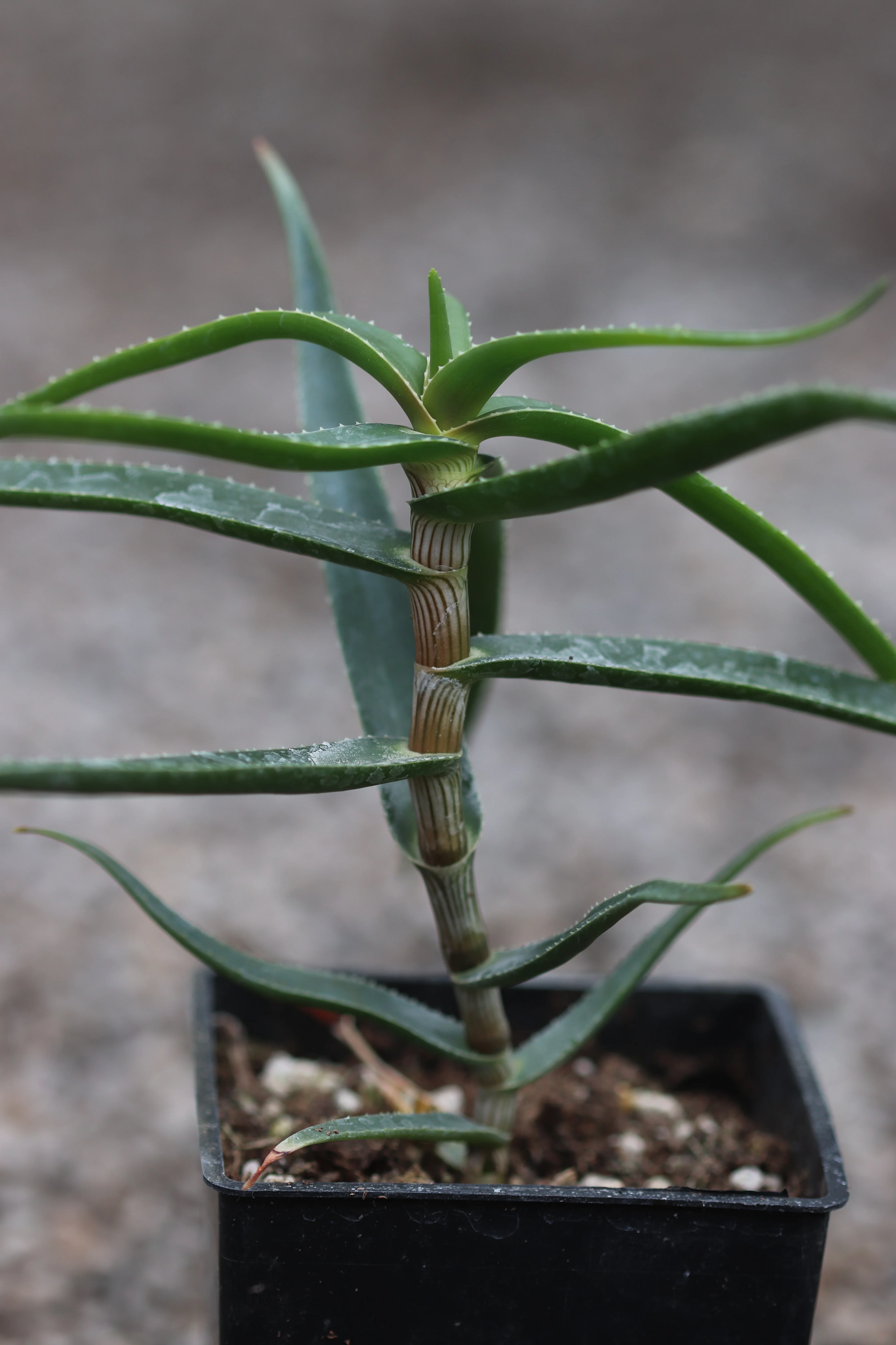 *RETAIL - Aloe striatula - Image 3