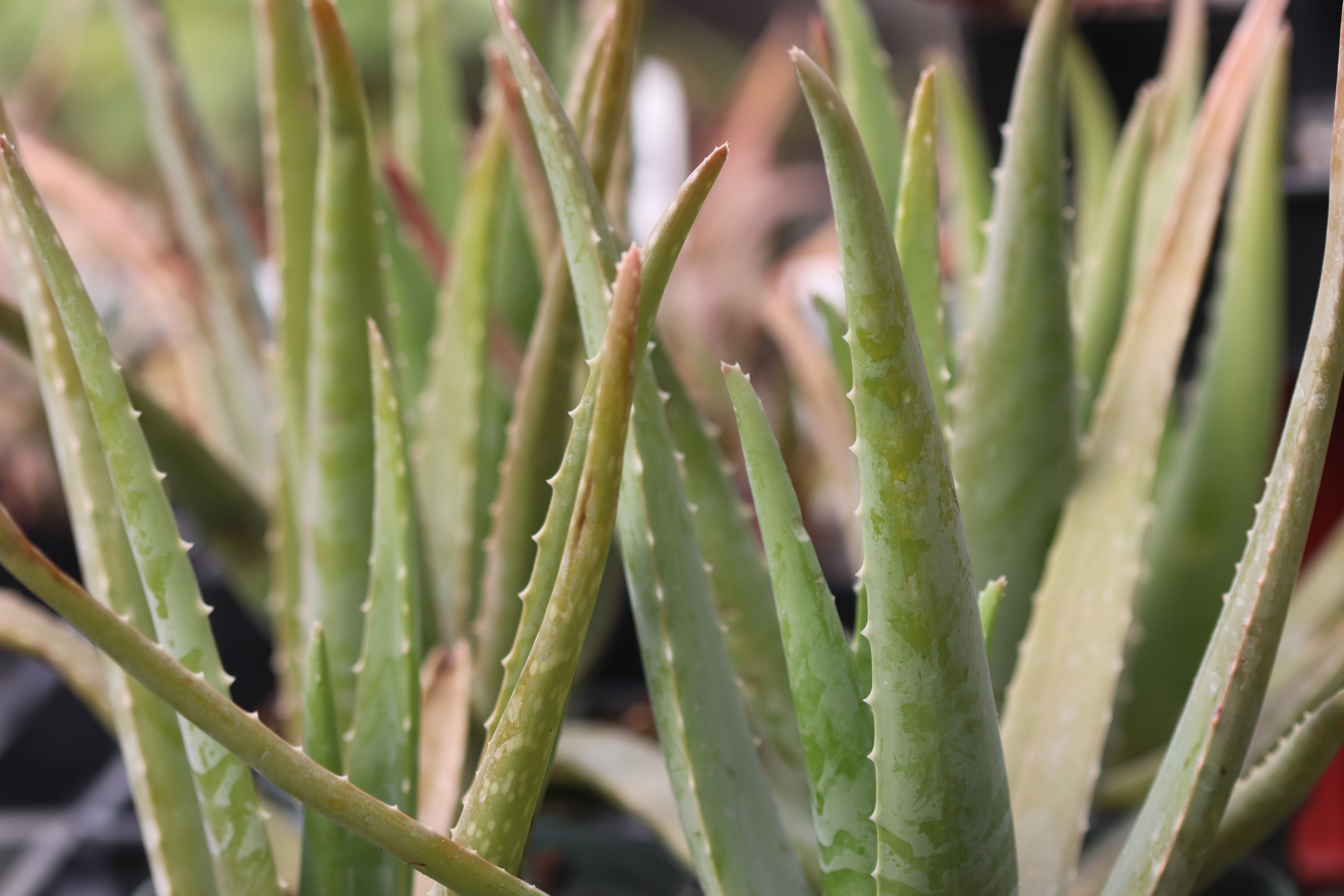 *RETAIL - Aloe vera - Image 2