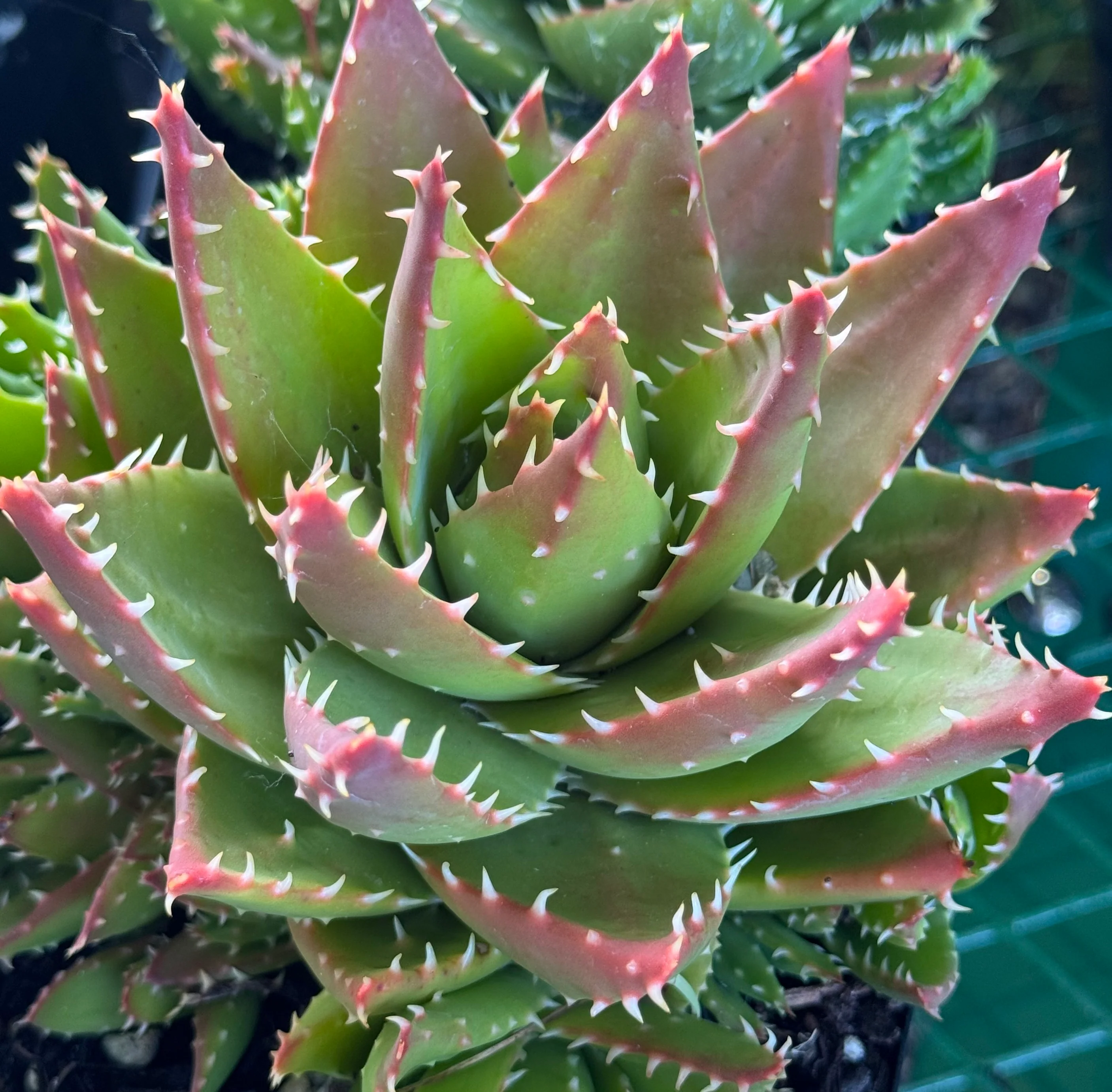 *RETAIL - Aloe x nobilis