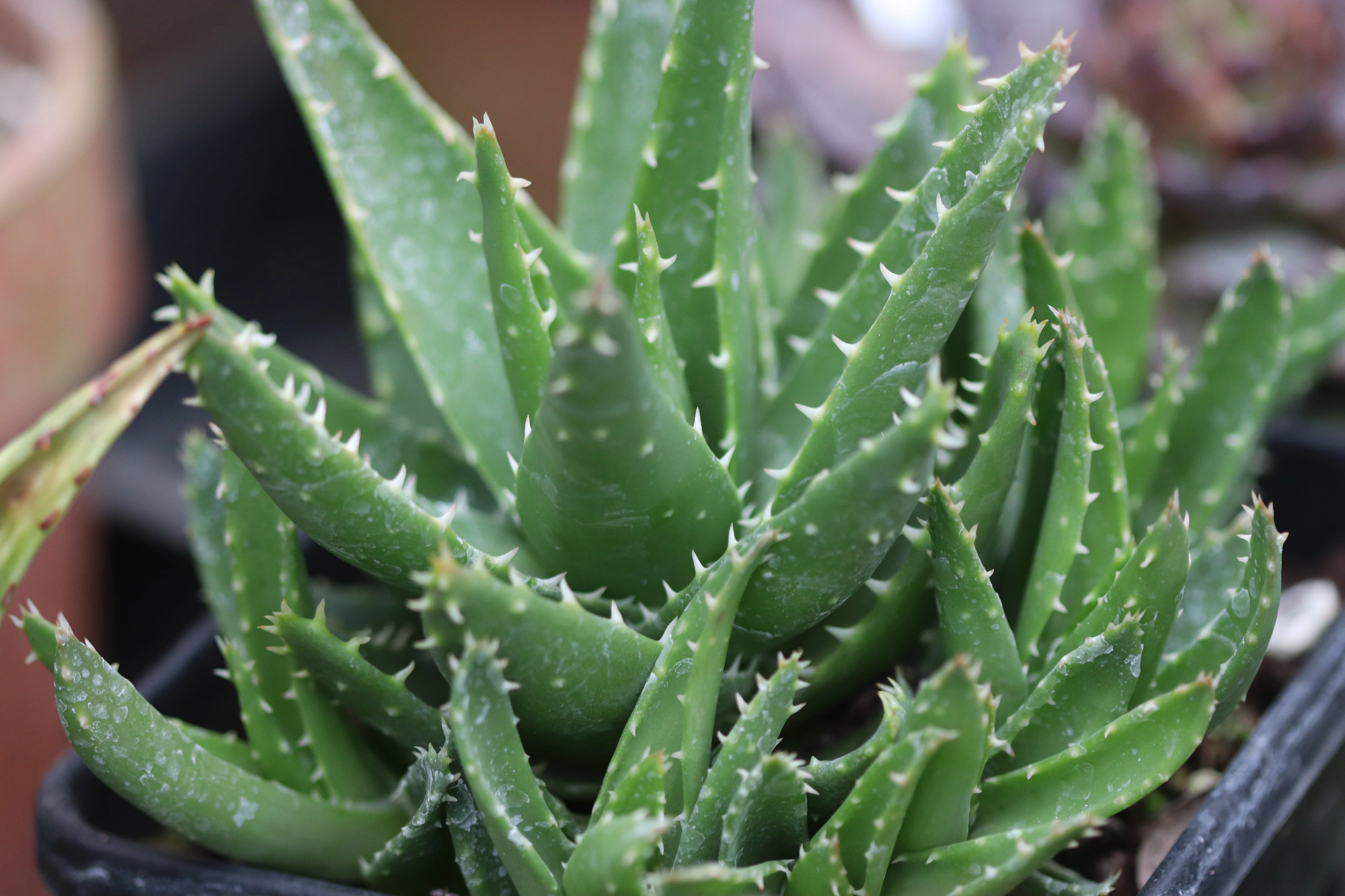 *RETAIL - Aloe x nobilis - Image 2