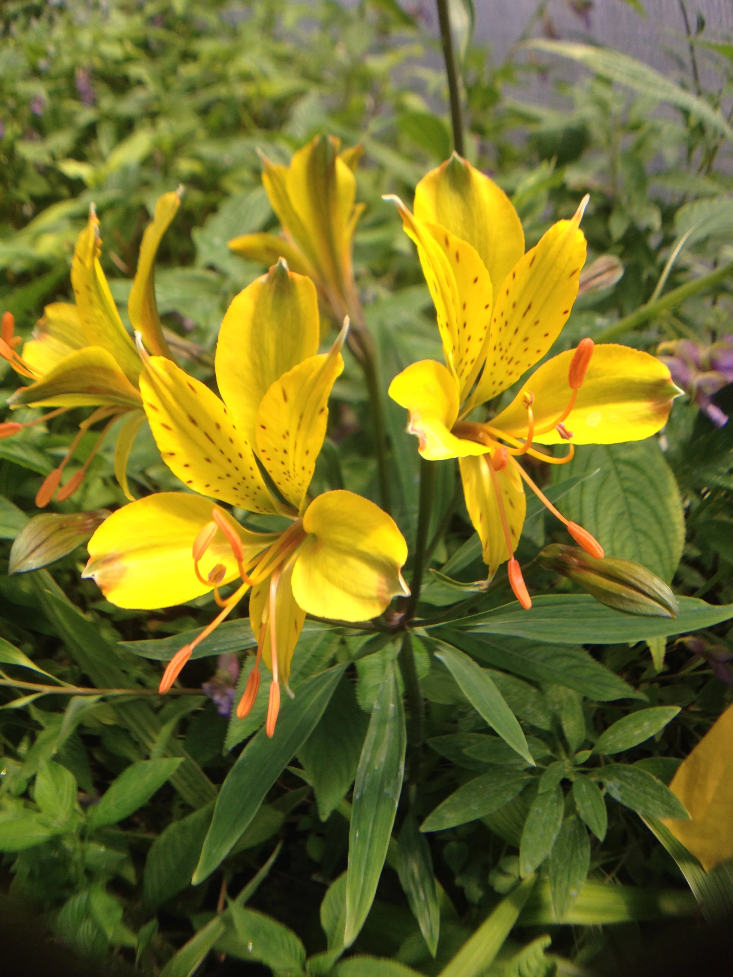 *RETAIL - Alstroemeria 'Sussex Gold'