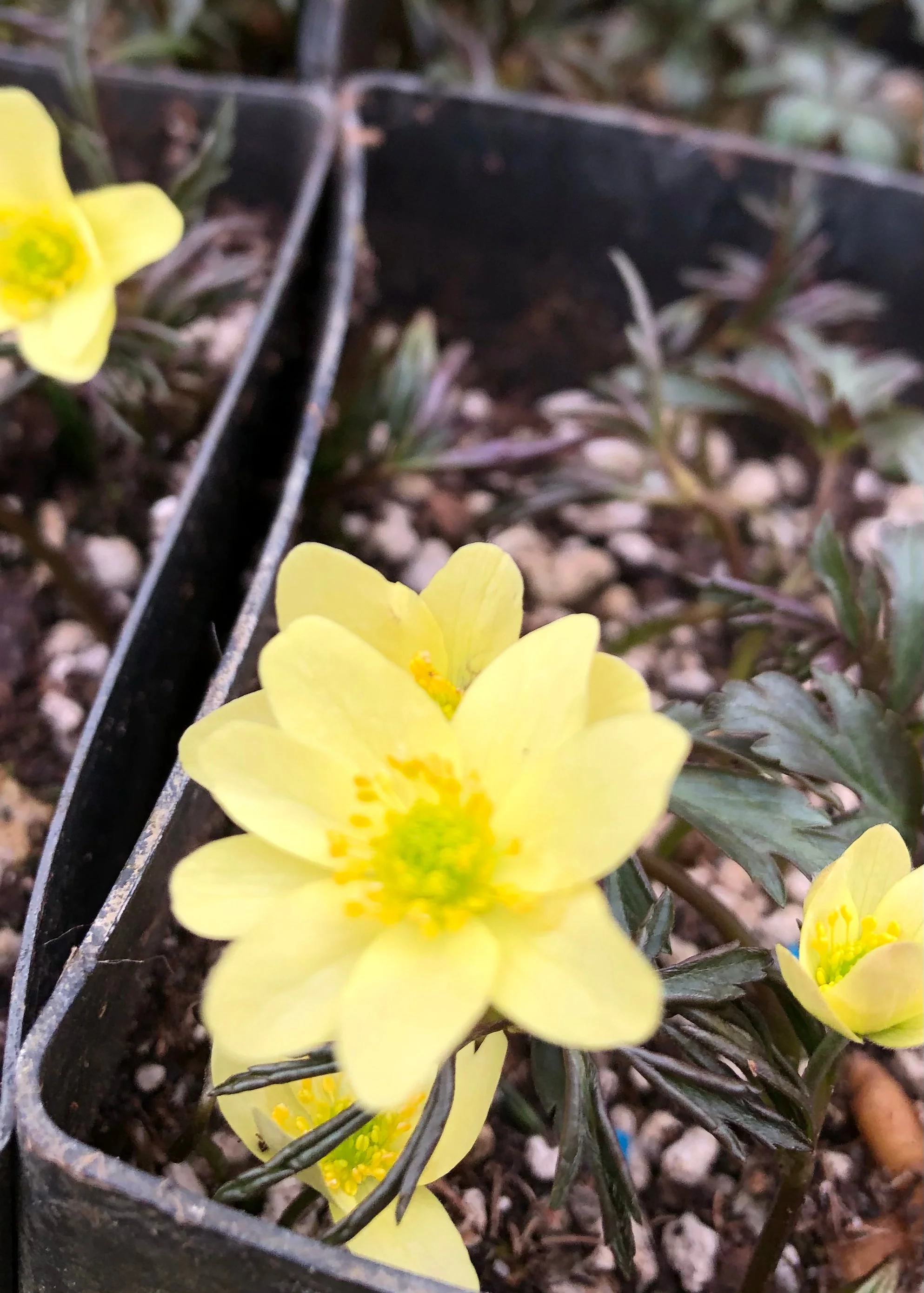 *RETAIL - Anemone x lipsiensis - Image 2