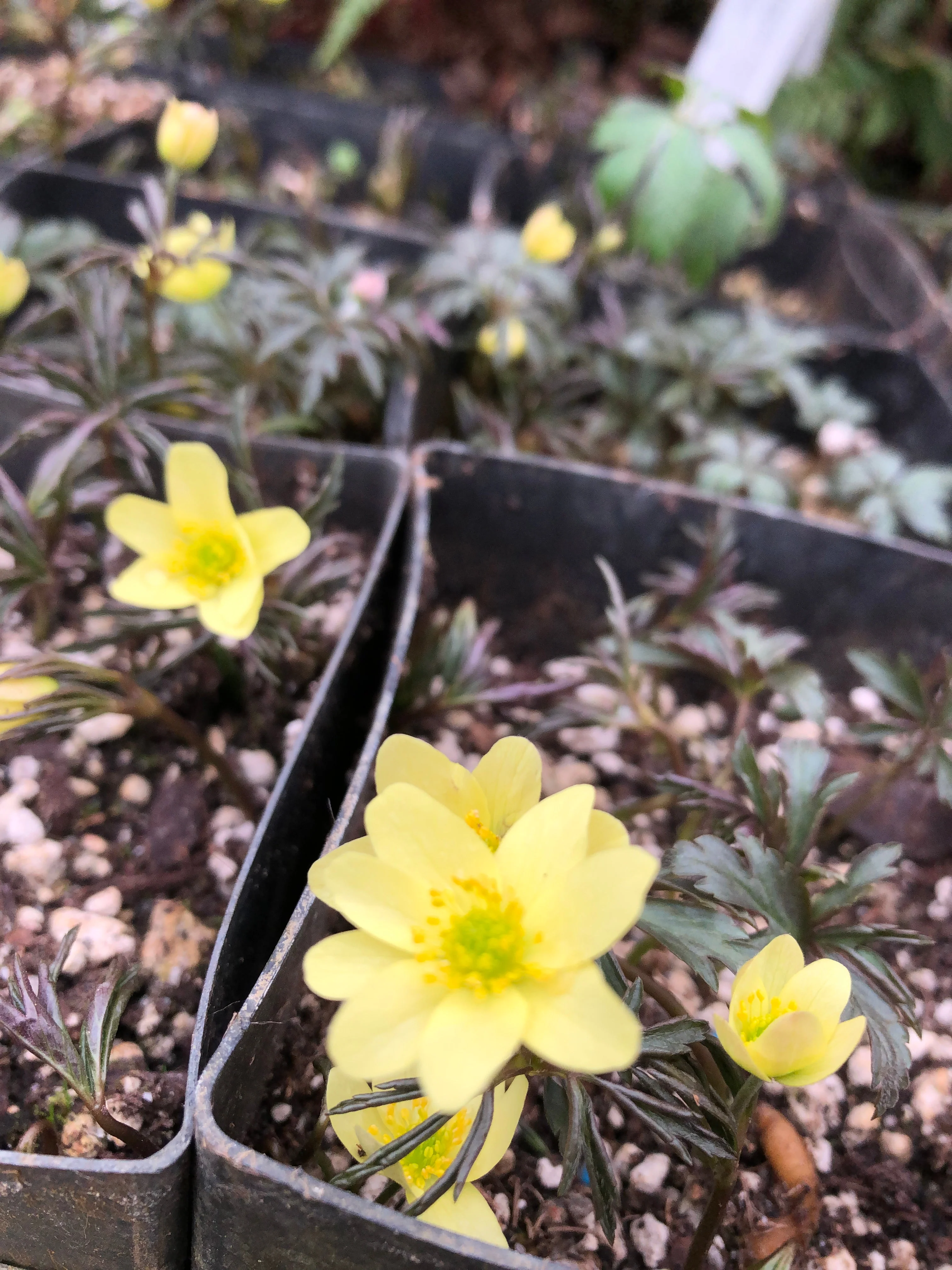 *RETAIL - Anemone x lipsiensis - Image 3