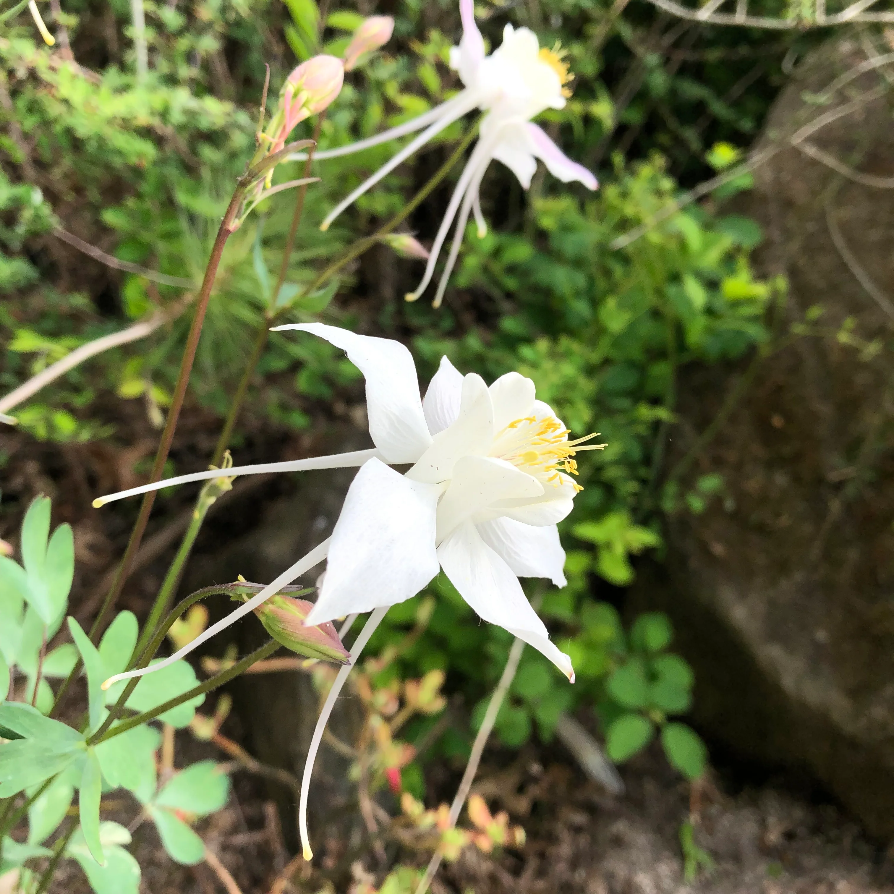 *RETAIL - Aquilegia chrysantha var. Alba - Image 2