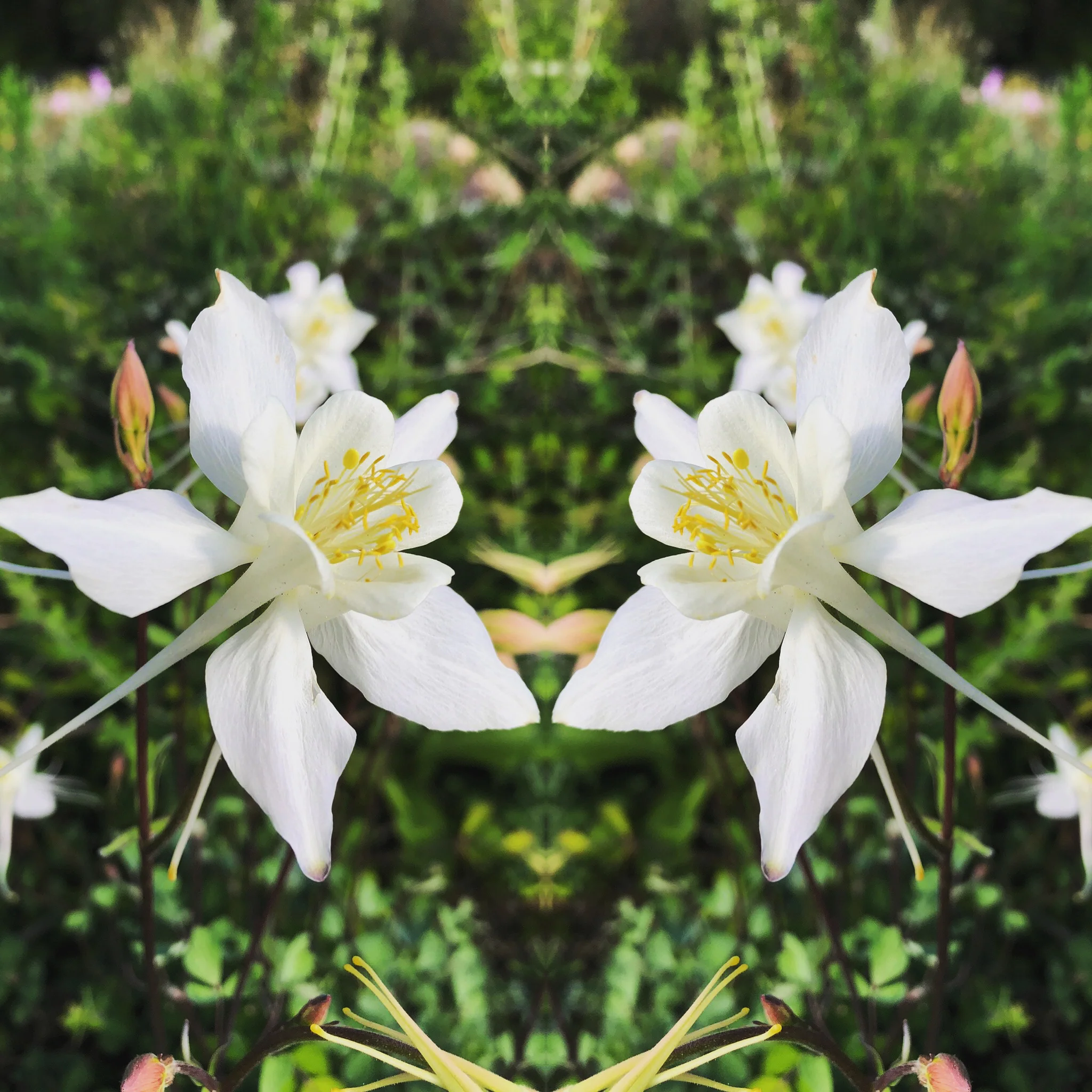 *RETAIL - Aquilegia chrysantha var. Alba - Image 3