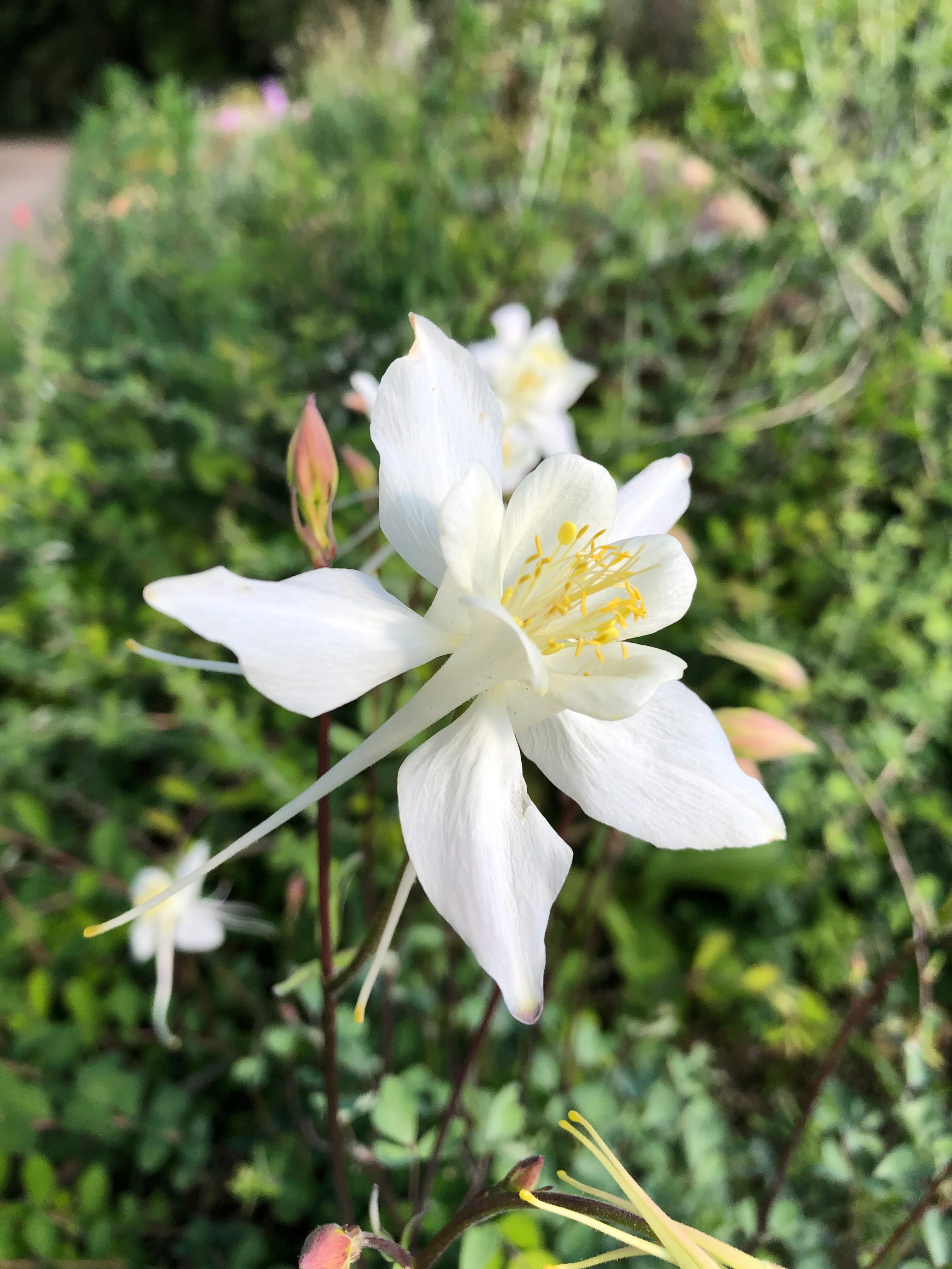 *RETAIL - Aquilegia chrysantha var. Alba - Image 4