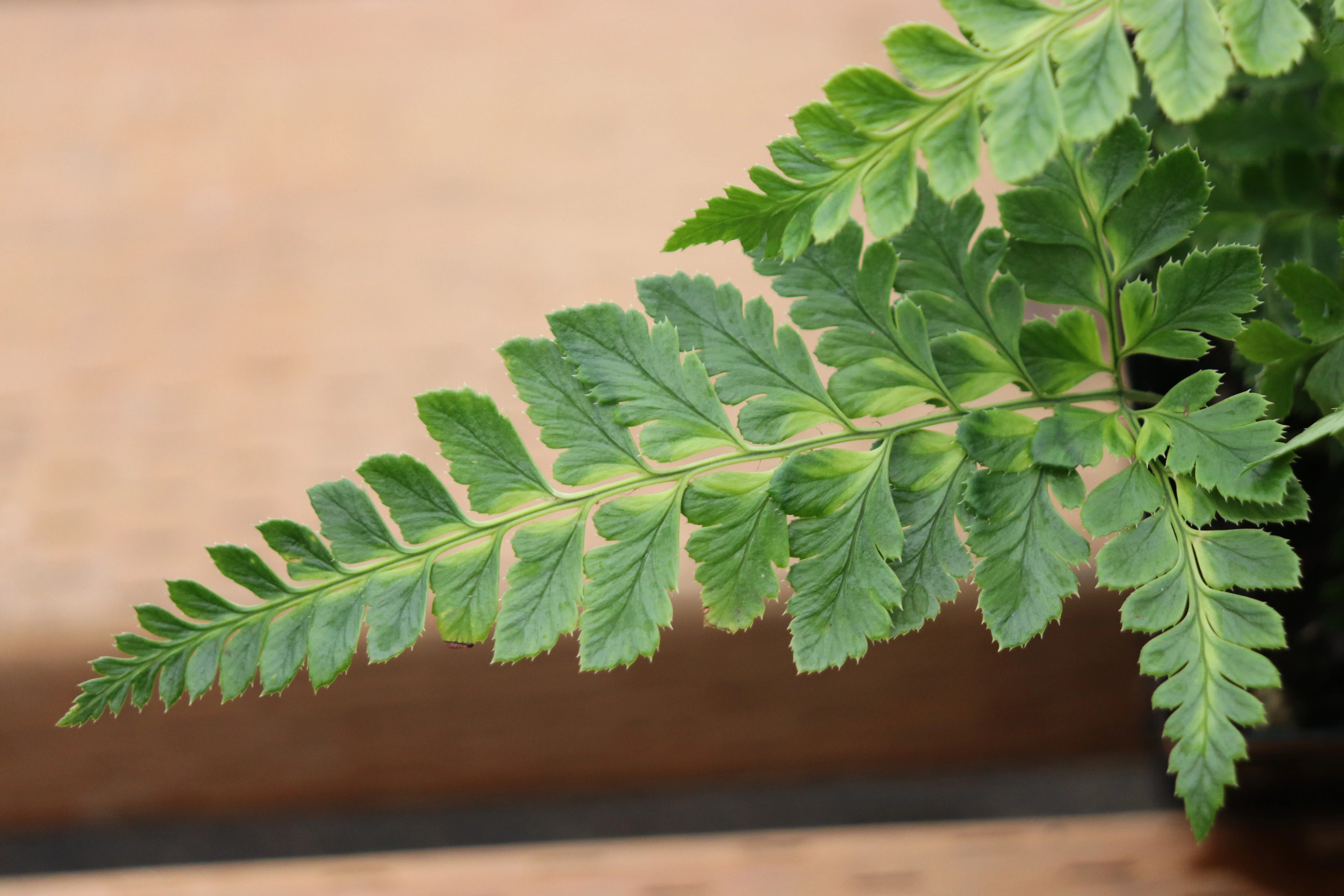 *RETAIL - Arachniodes simplicior 'Variegata' - Image 3