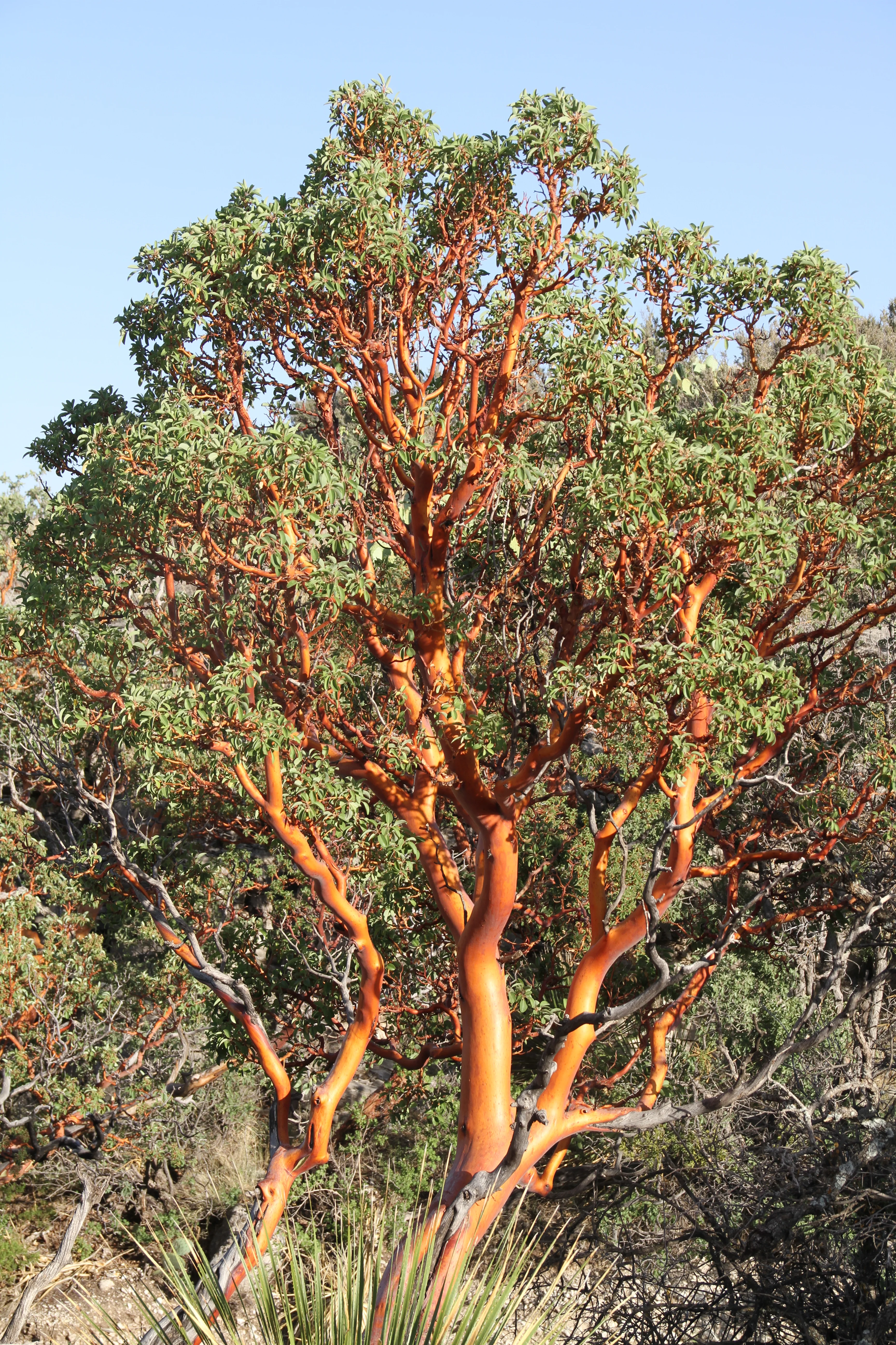 *RETAIL - Arbutus menziesii - Image 2