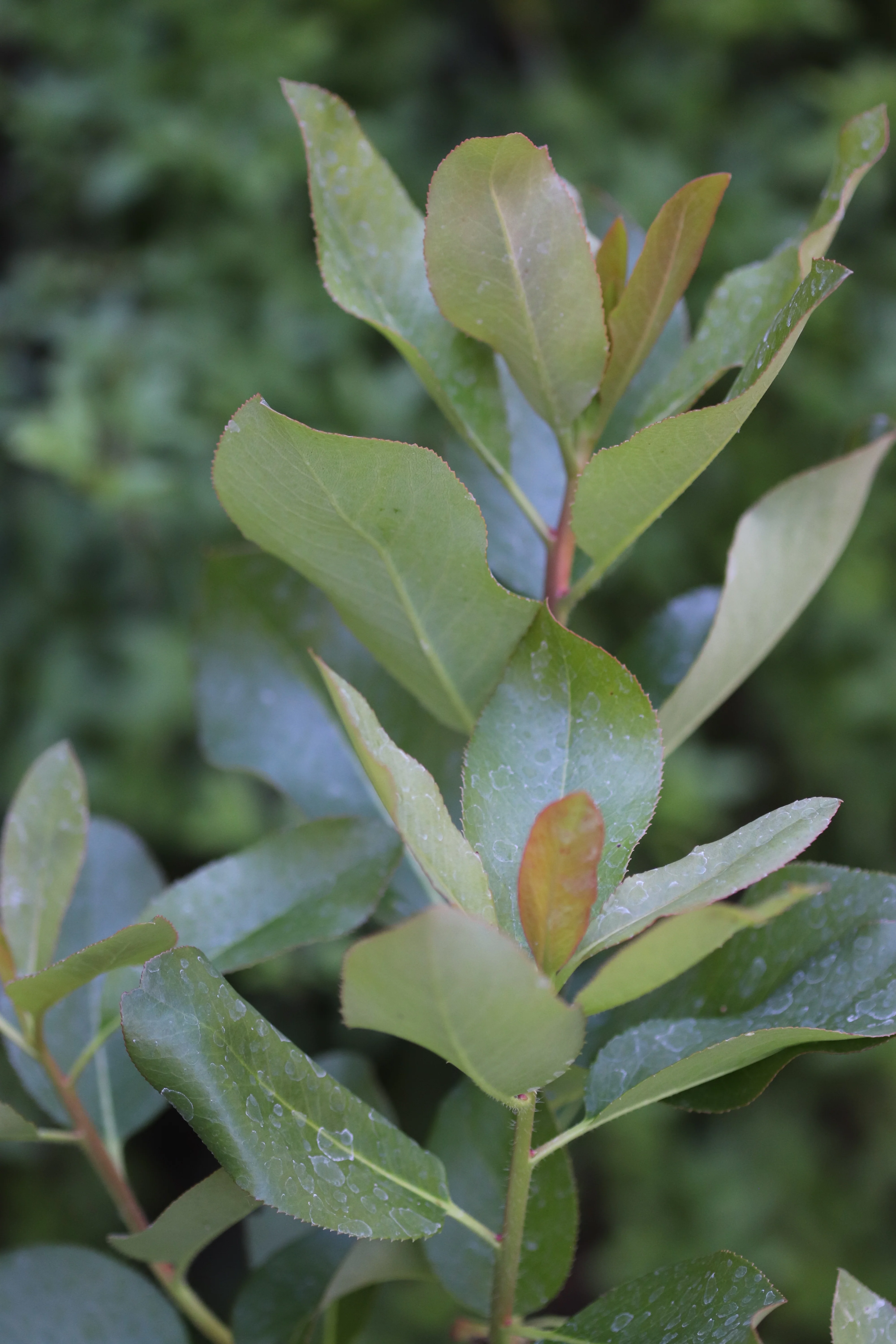 *RETAIL - Arbutus menziesii - Image 3