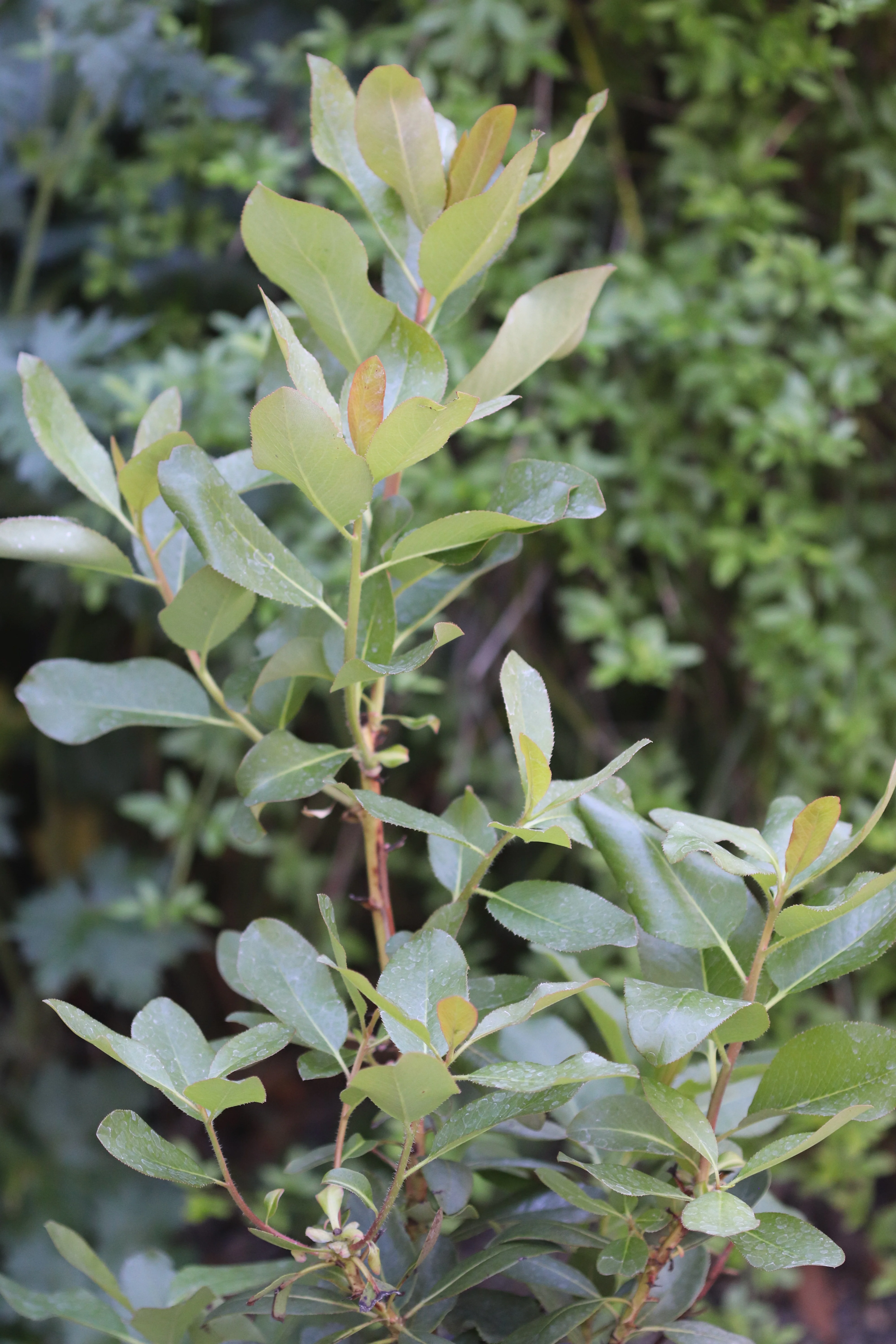 *RETAIL - Arbutus menziesii - Image 4