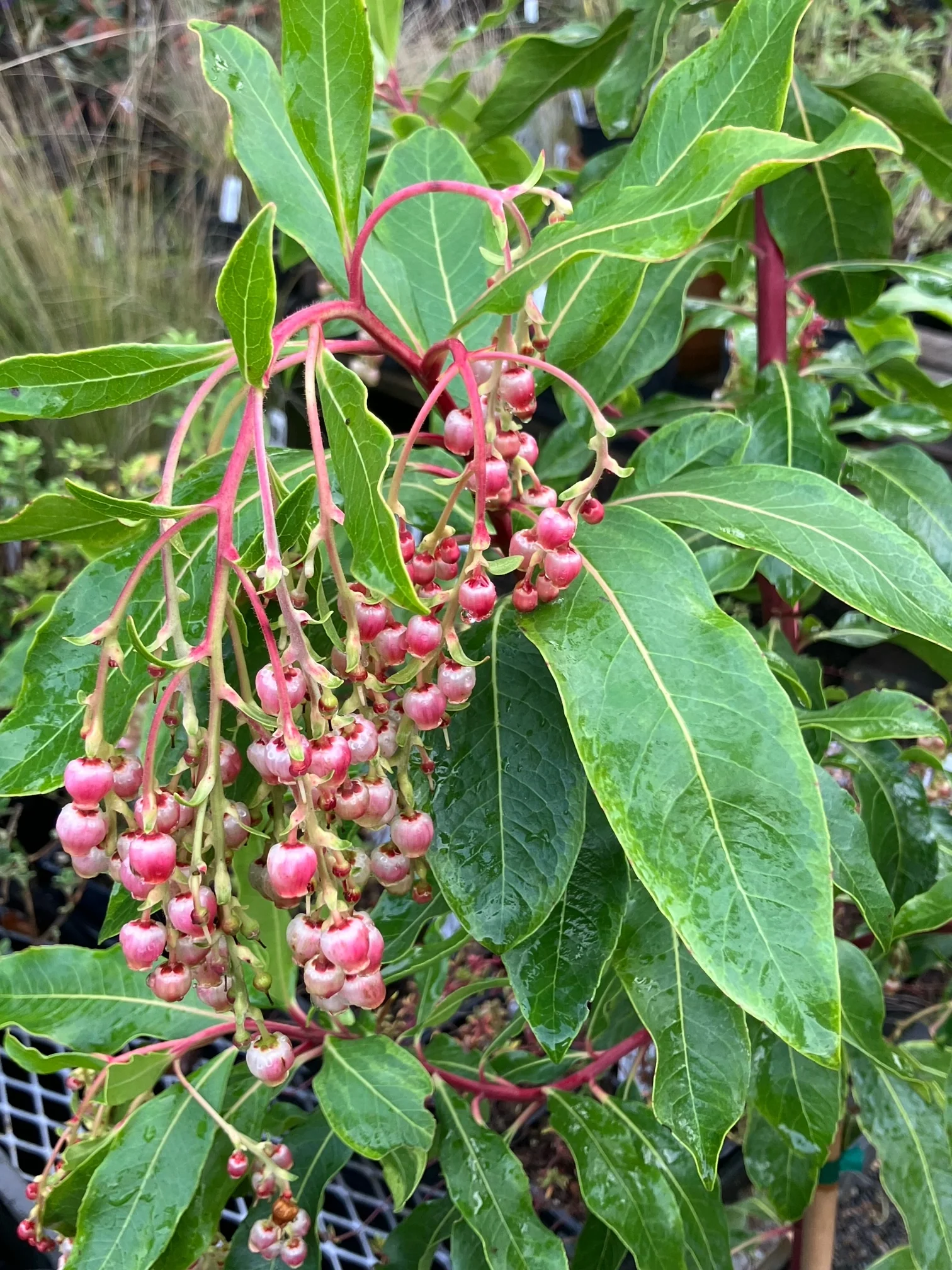 *RETAIL - Arbutus ‘Spring Frost' - Image 2