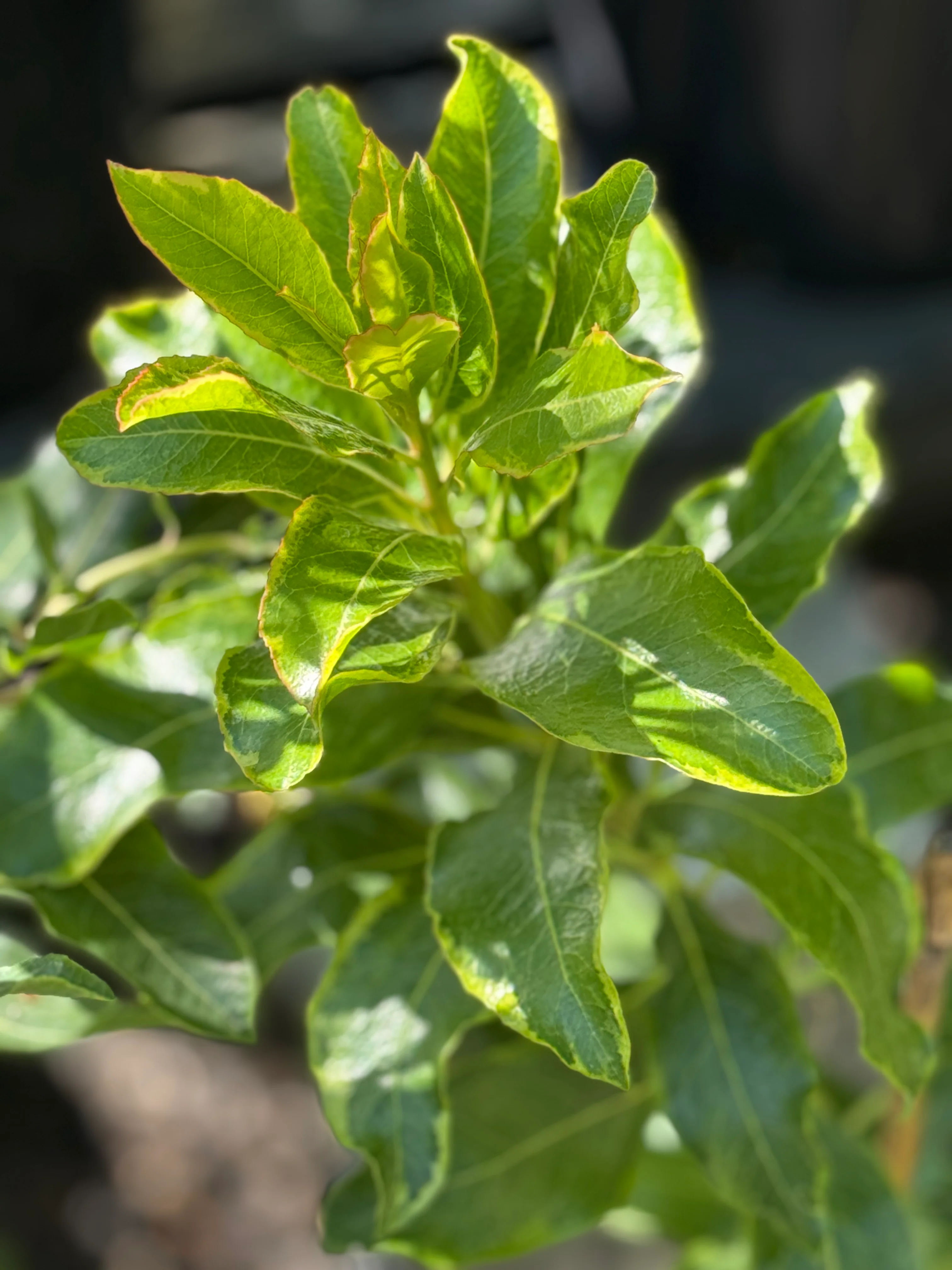 *RETAIL - Arbutus ‘Spring Frost' - Image 3
