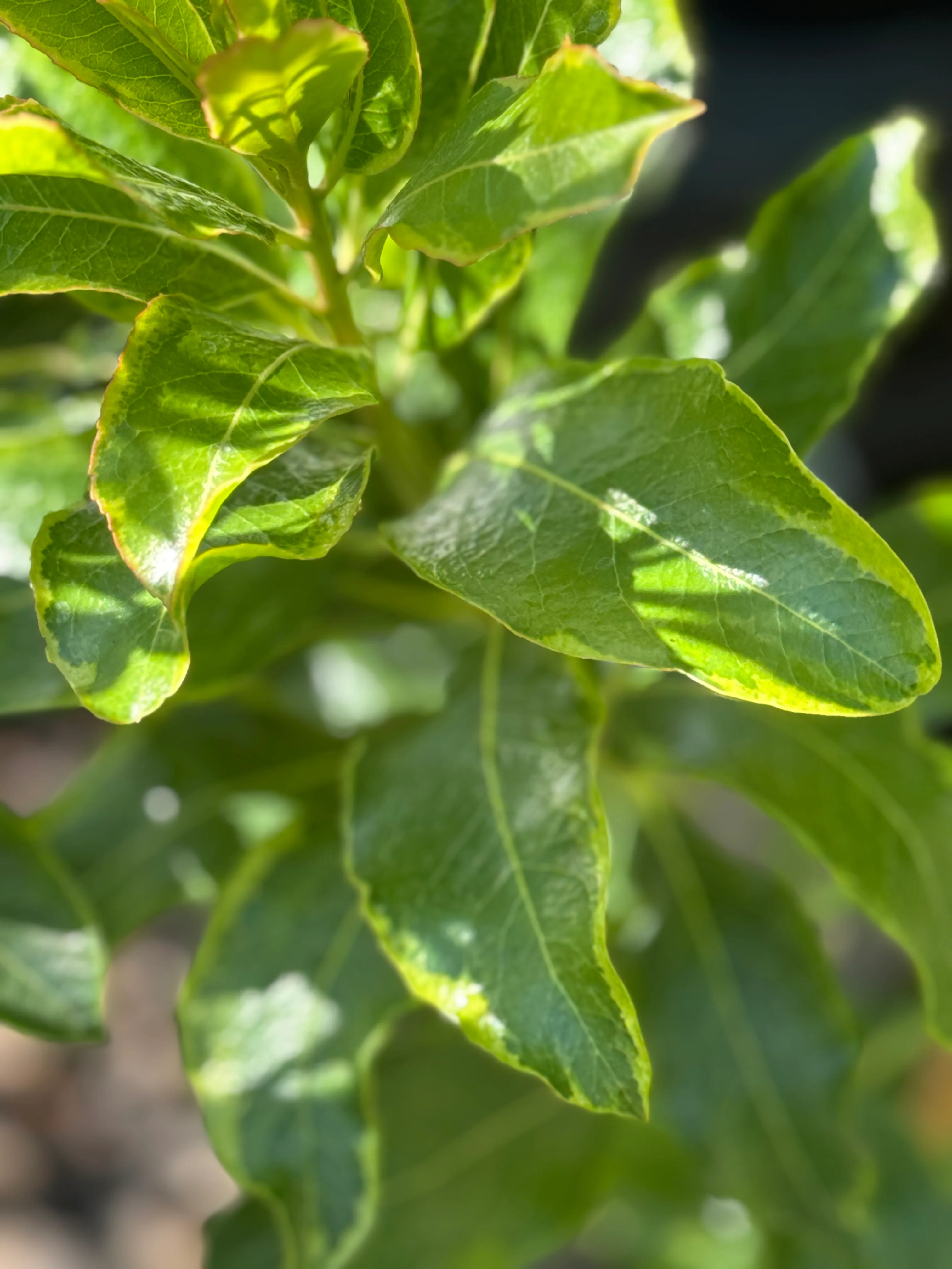 *RETAIL - Arbutus ‘Spring Frost' - Image 4