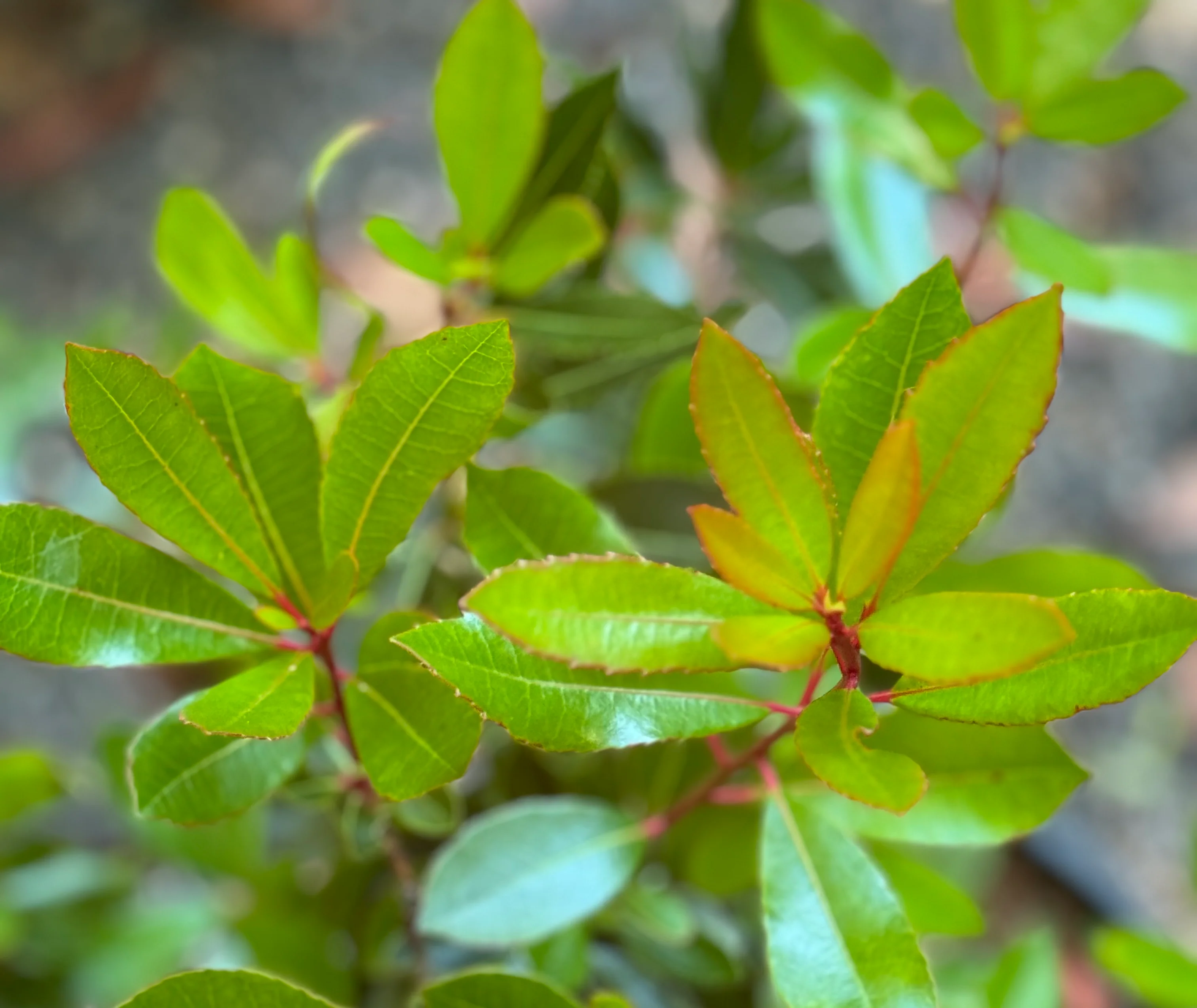 *RETAIL - Arbutus unedo - Image 2