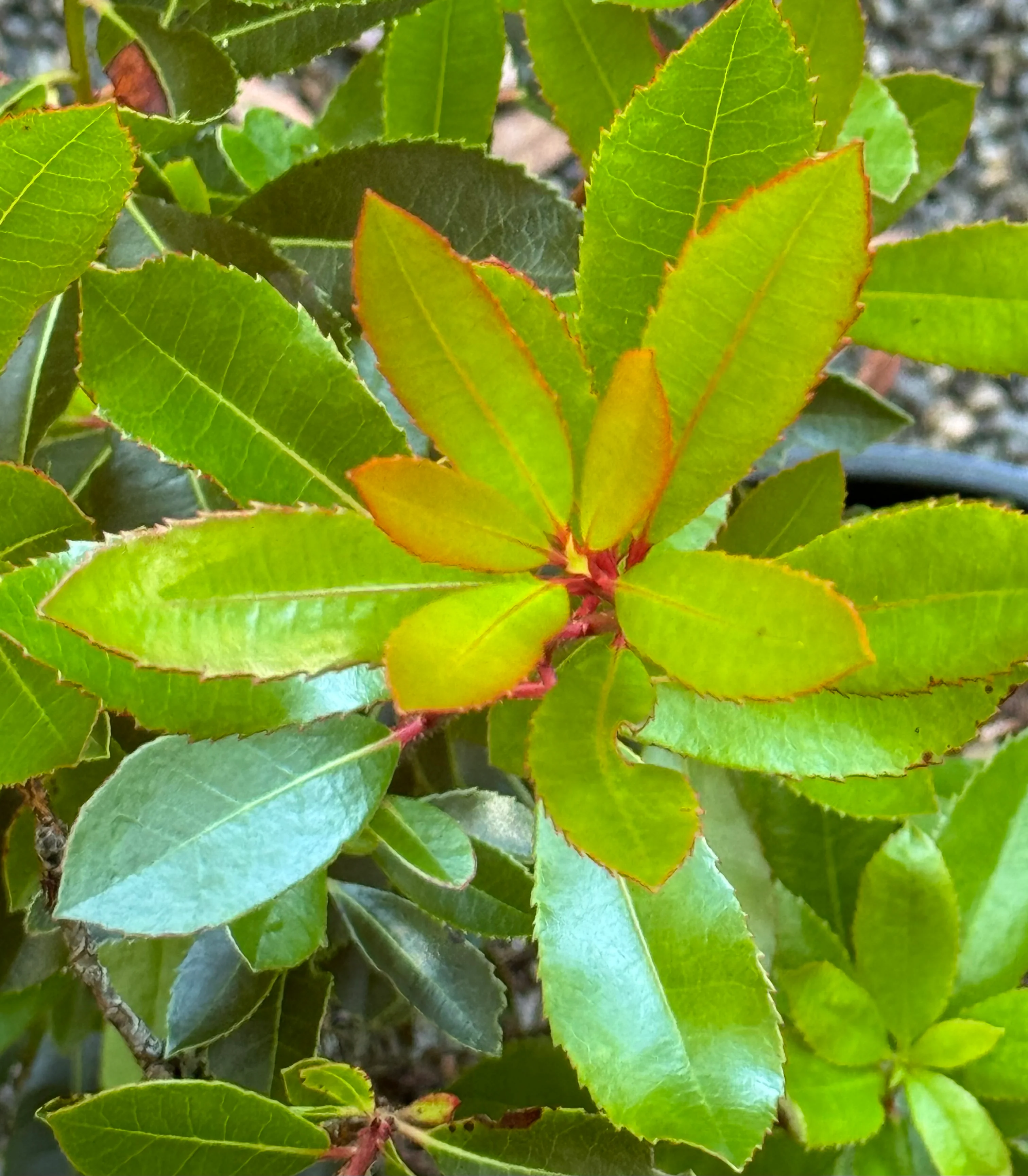 Arbutus menziesii - Image 2