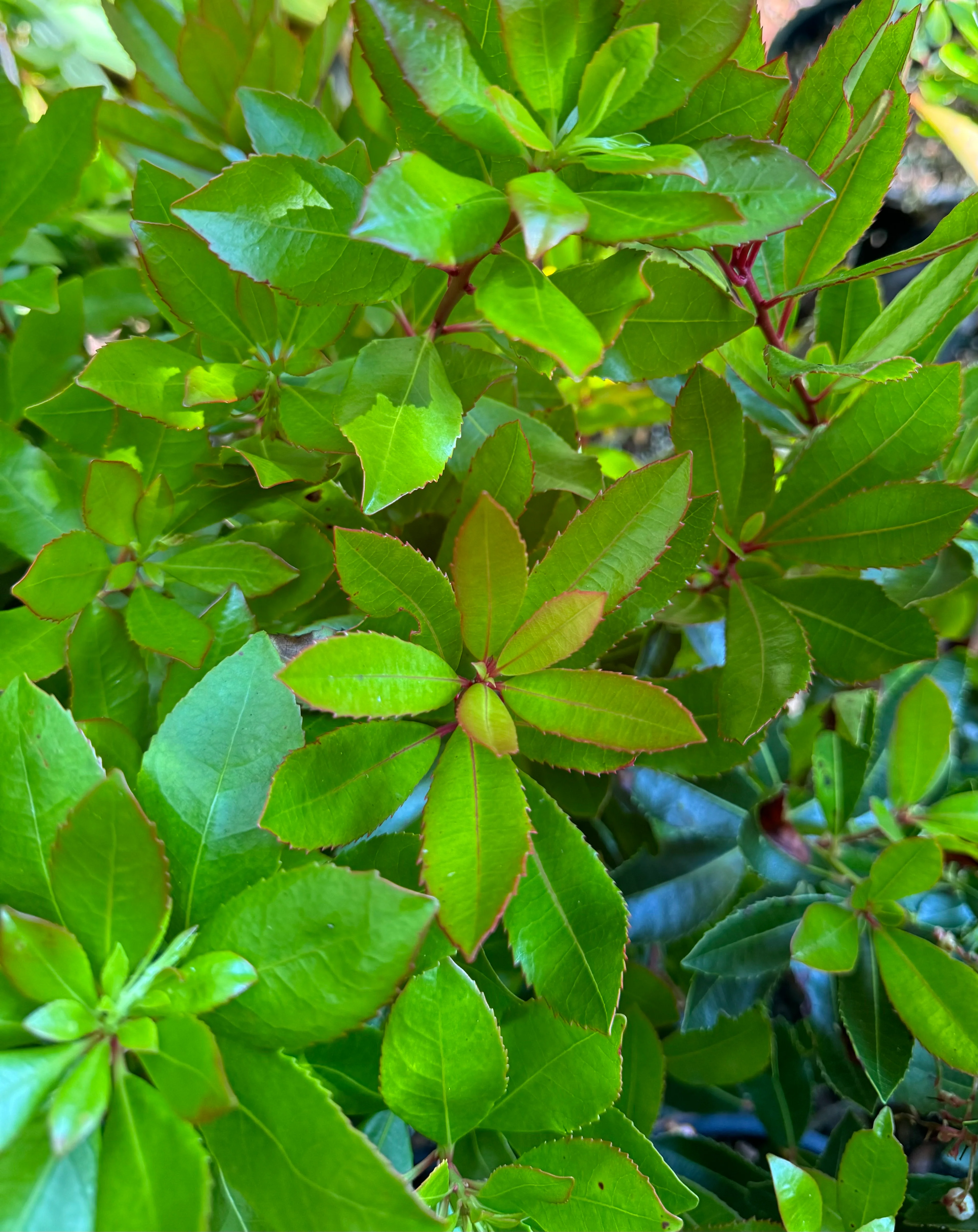 *RETAIL - Arbutus unedo - Image 4