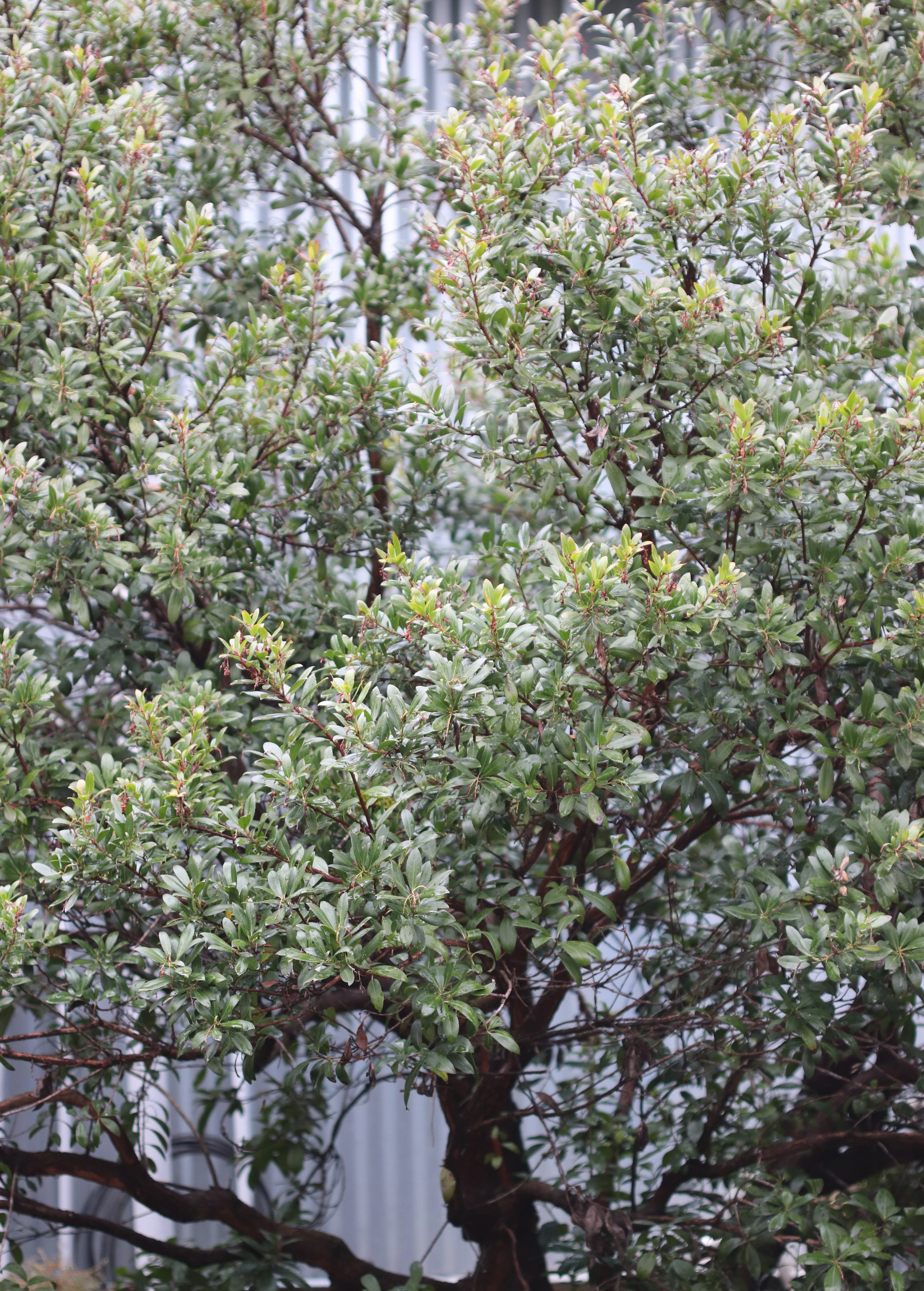 *RETAIL - Arbutus unedo 'Compacta' - Image 2