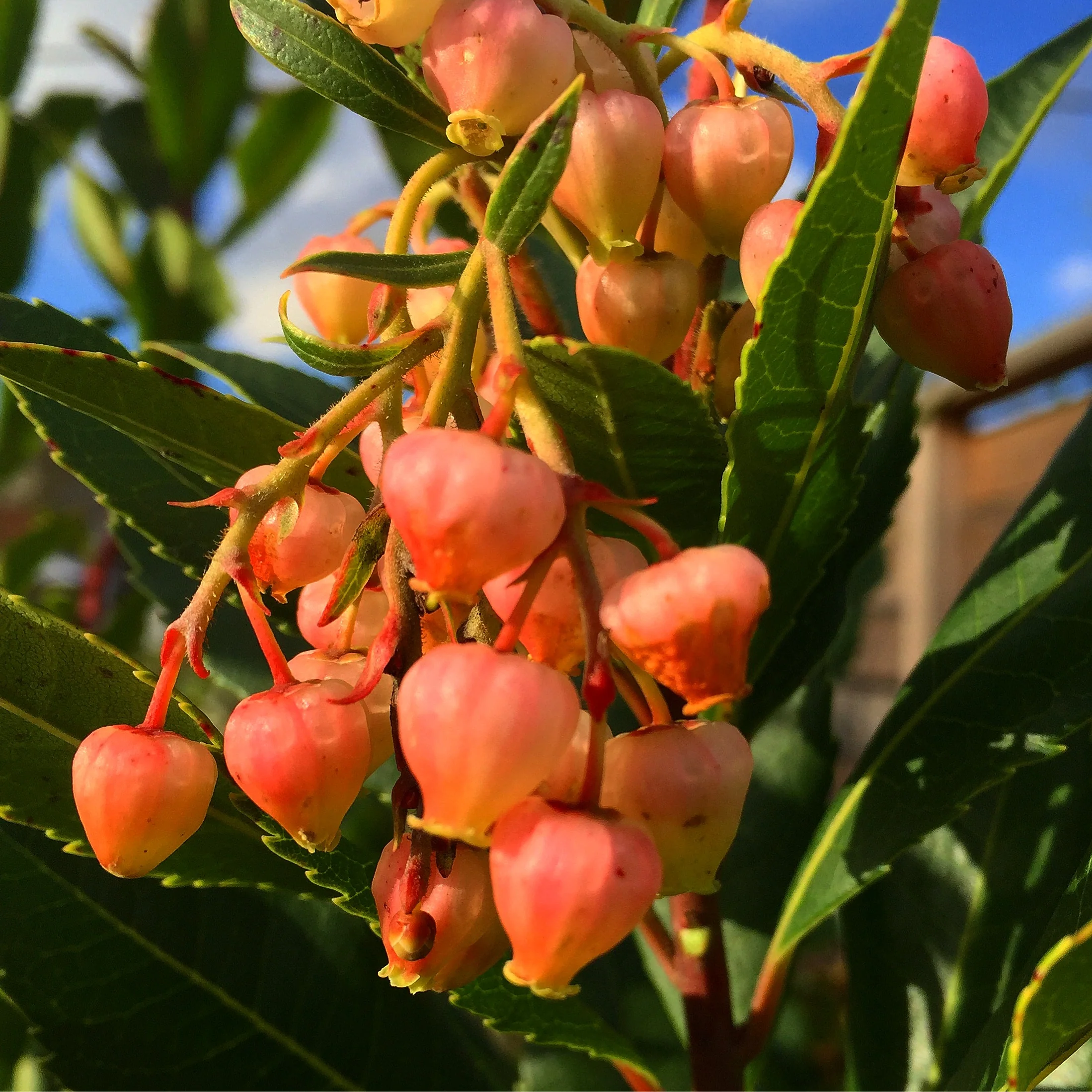 *RETAIL - Arbutus 'Marina' - Image 2