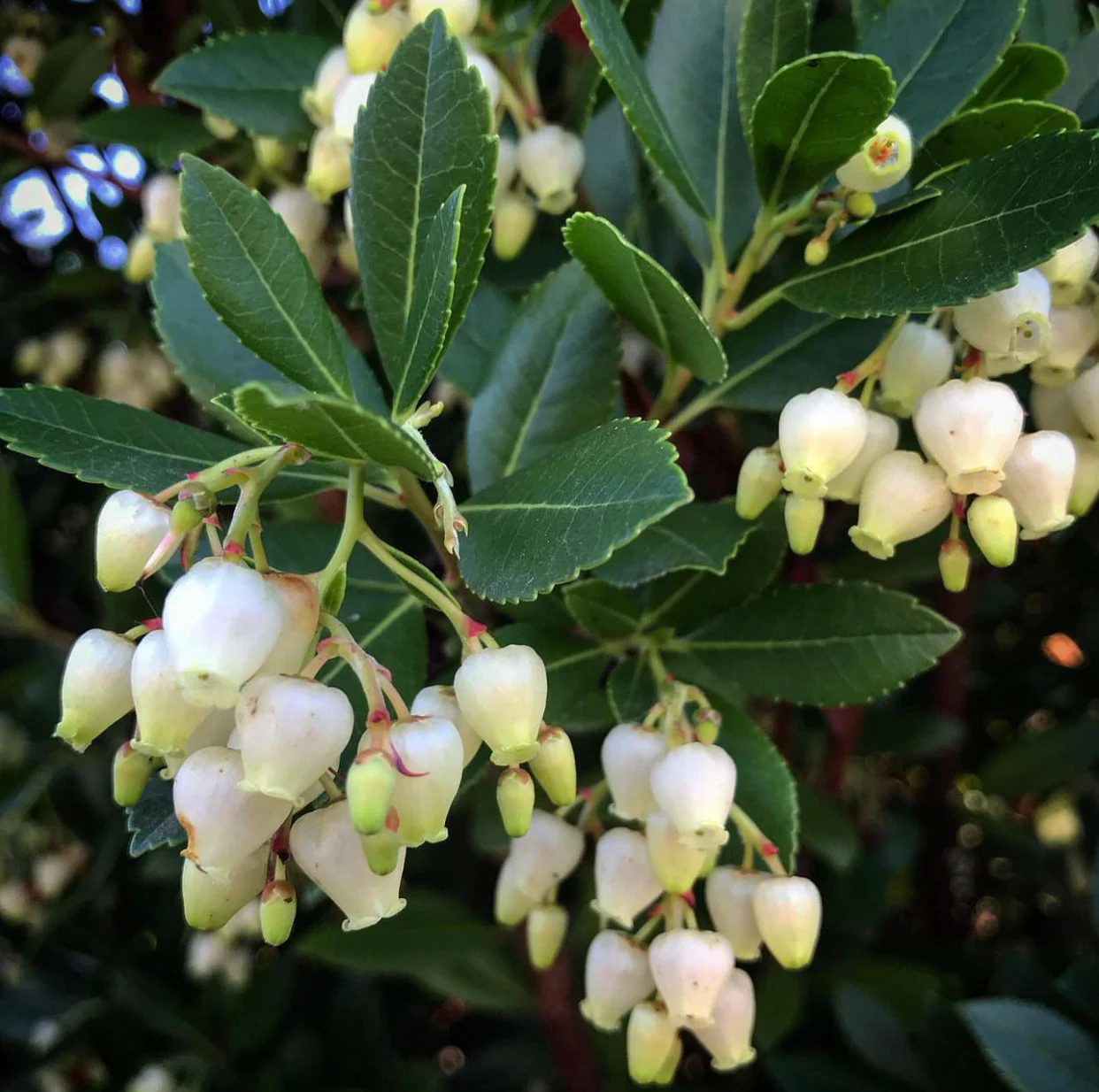 *RETAIL - Arbutus x 'Northwood'