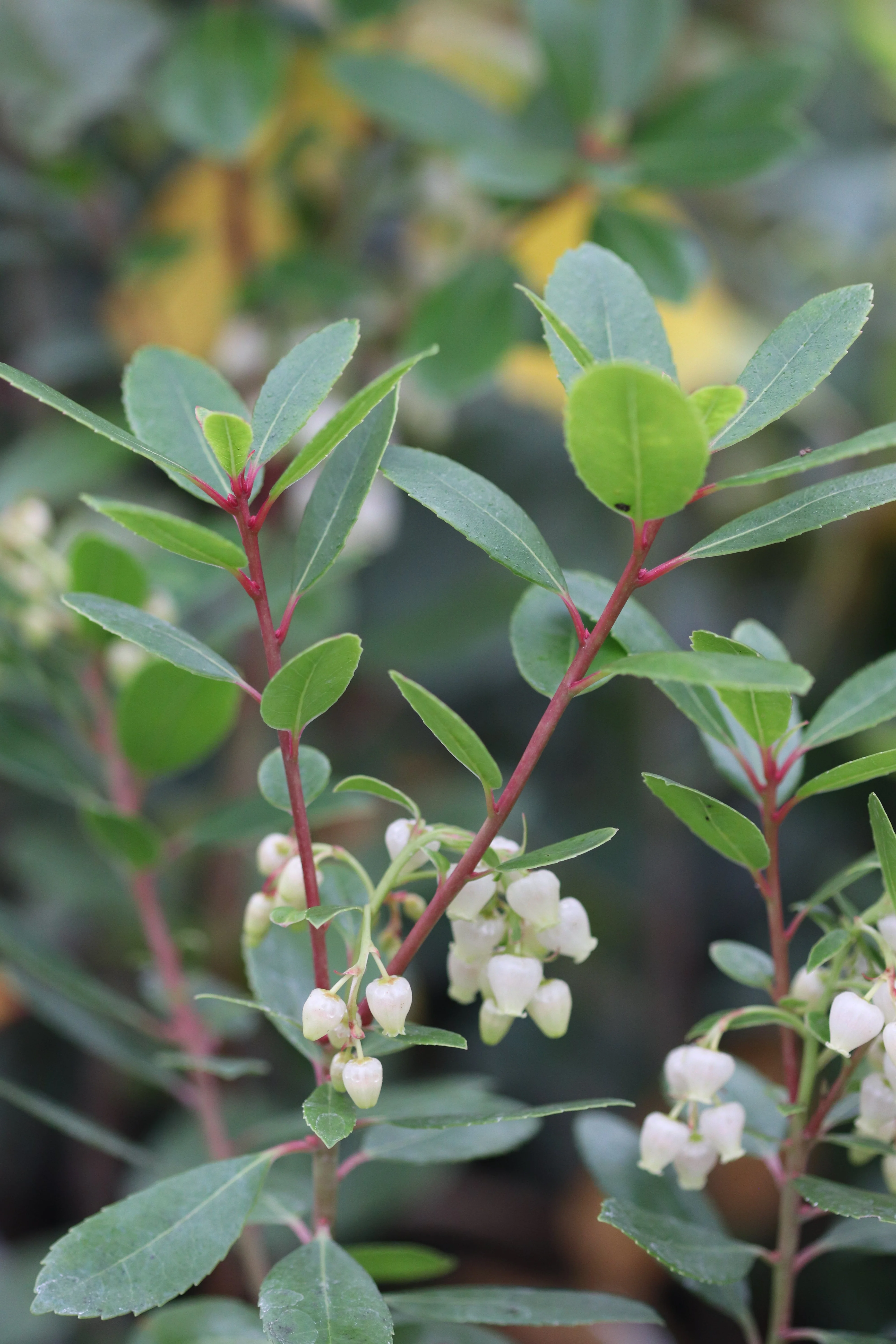 *RETAIL - Arbutus x 'Northwood' - Image 3