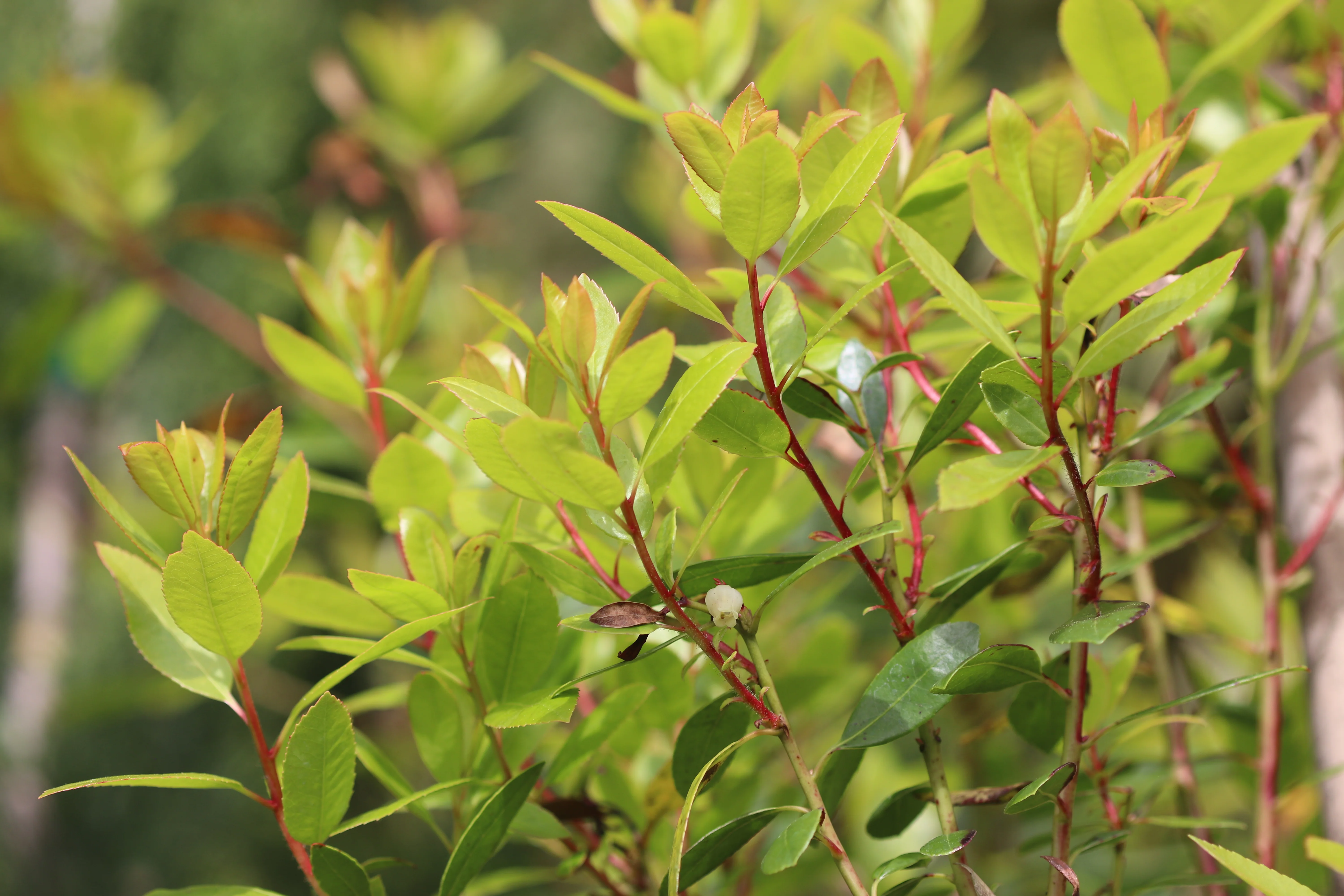 *RETAIL - Arbutus x 'Northwood' - Image 4