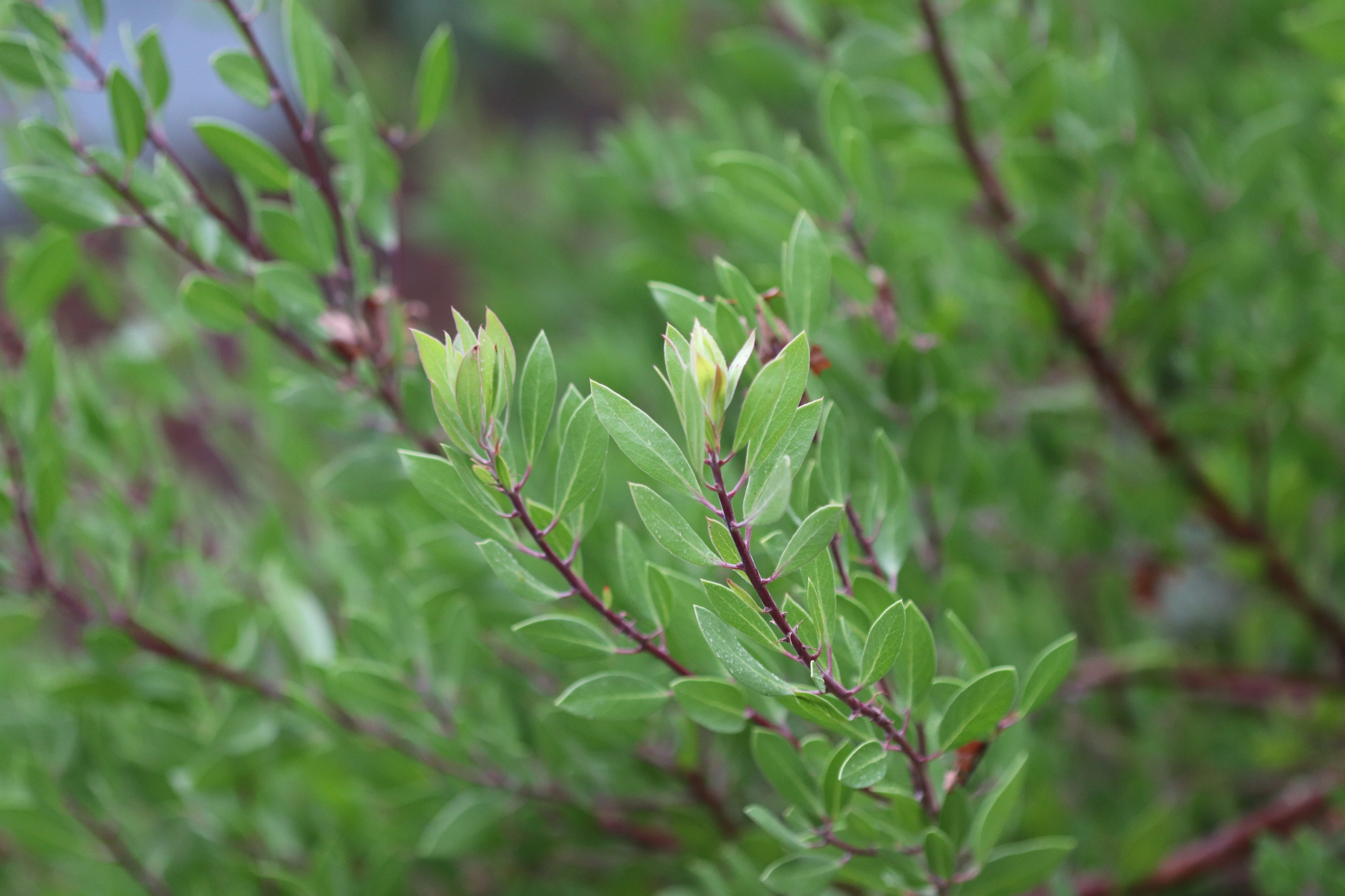*RETAIL - Arctostaphylos densiflora 'Harmony' - Image 2