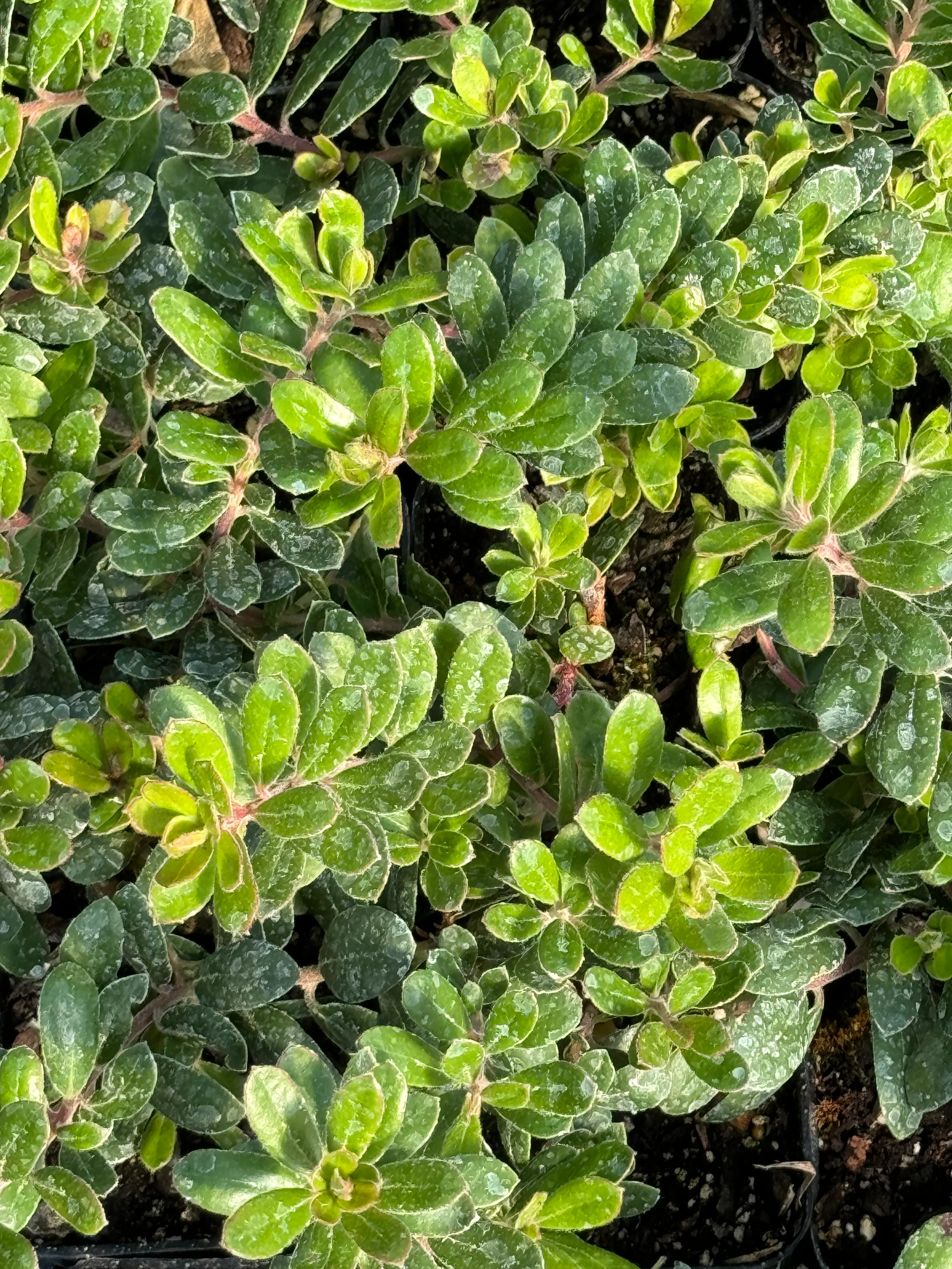 Arctostaphylos edmundsii 'Carmel Sur' - Image 2