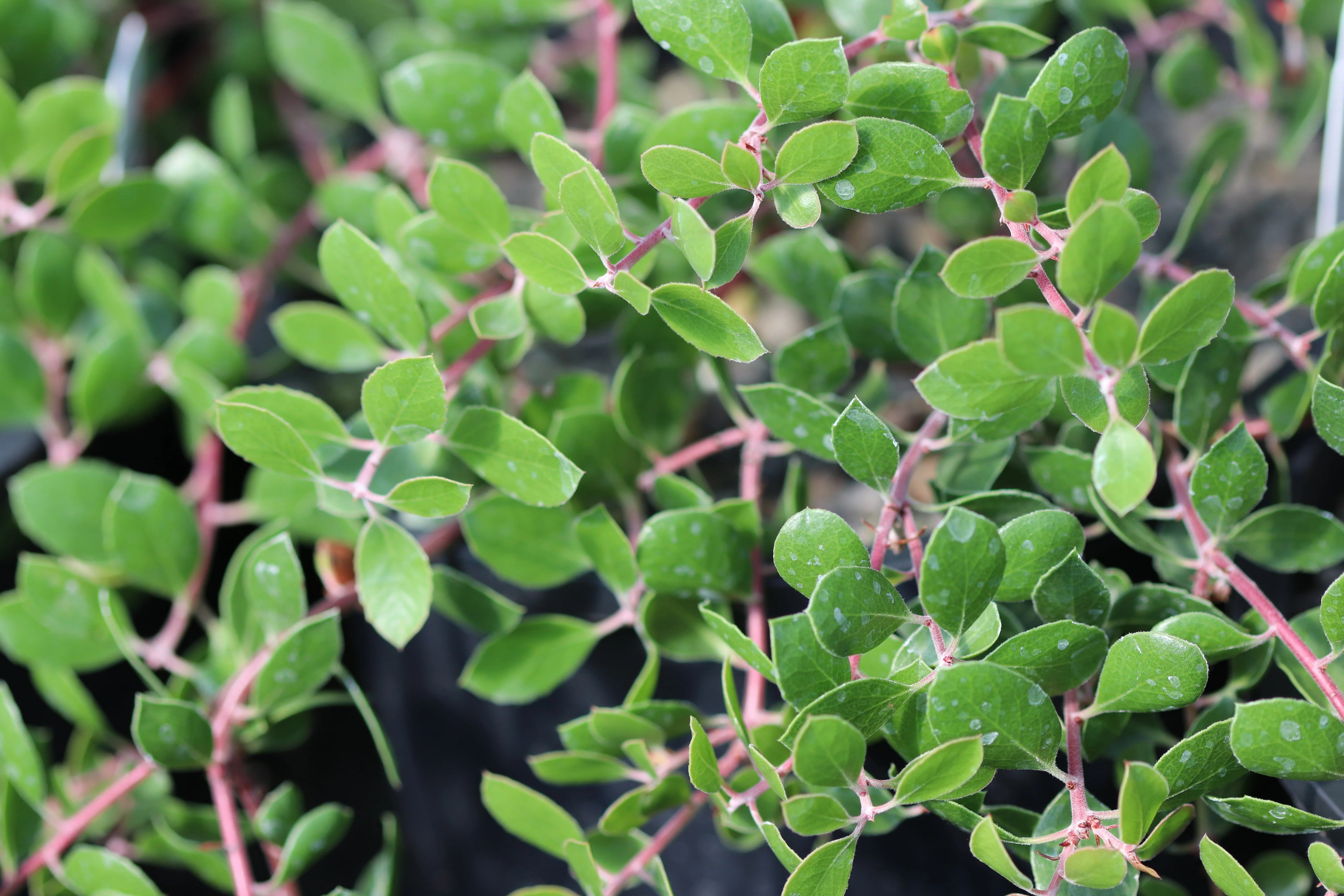 *RETAIL - Arctostaphylos hookeri 'Monterey Carpet' - Image 2