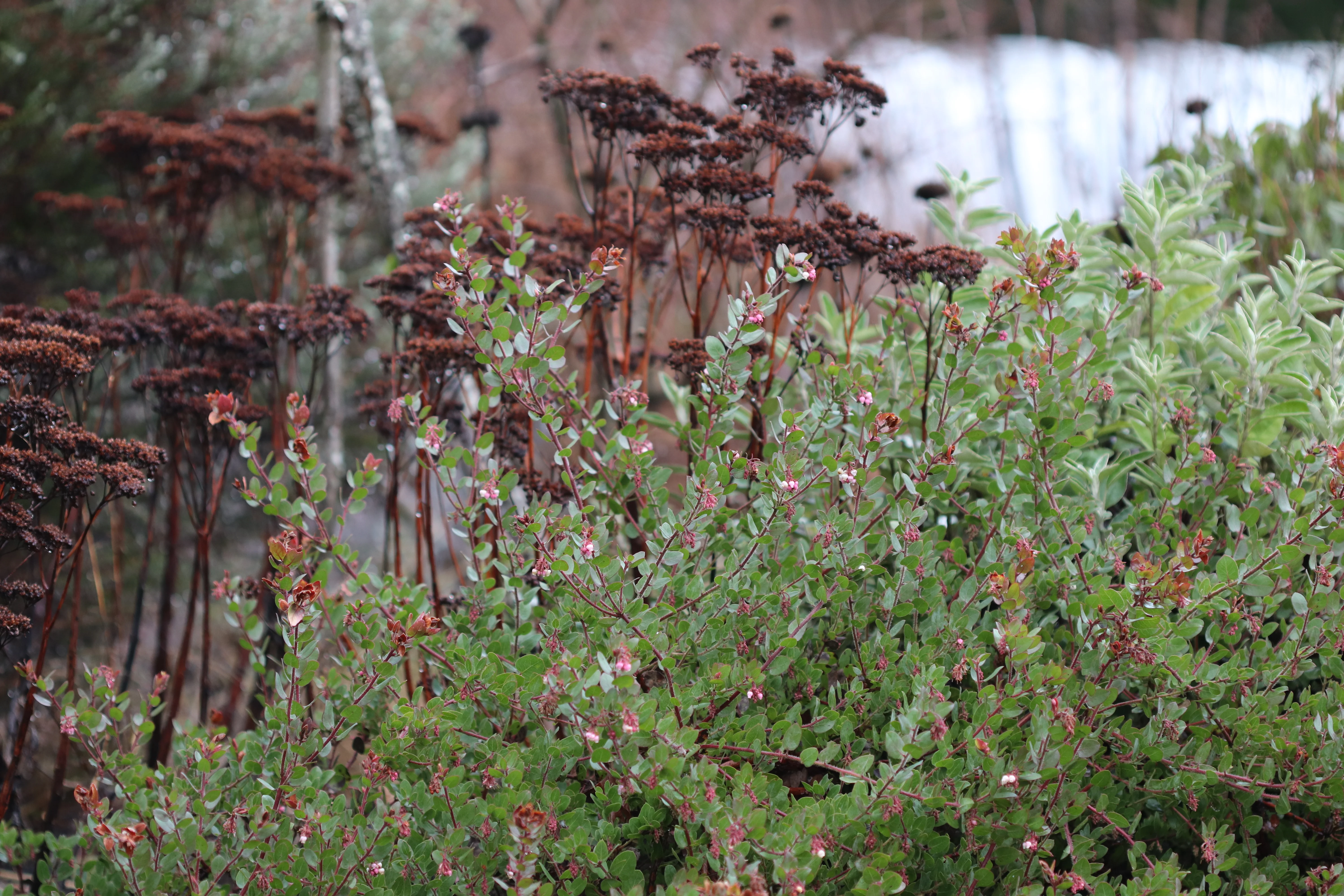 *RETAIL - Arctostaphylos 'John Dourley' - Image 2
