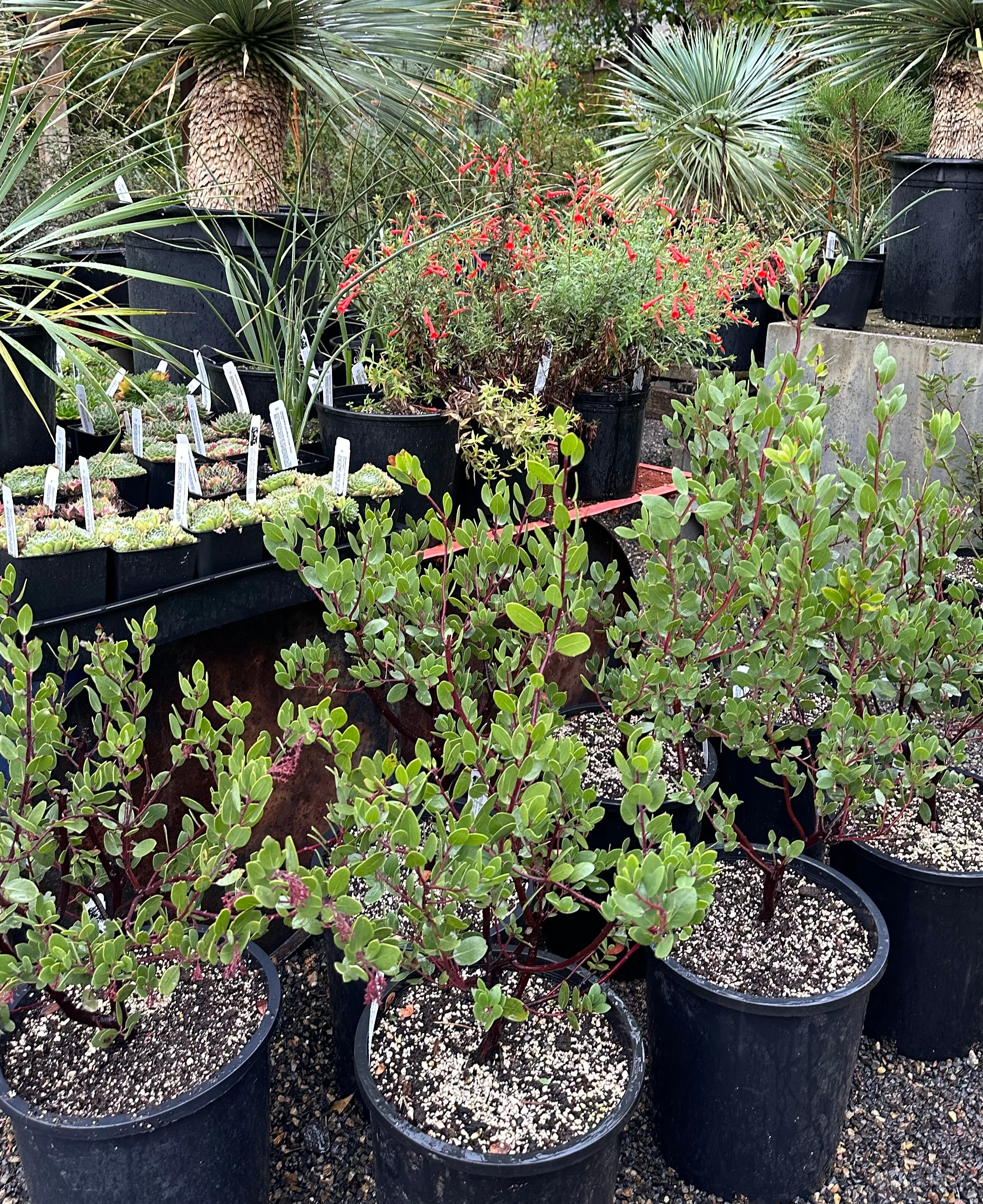 *RETAIL - Arctostaphylos bakeri 'Louis Edmunds' - Image 2