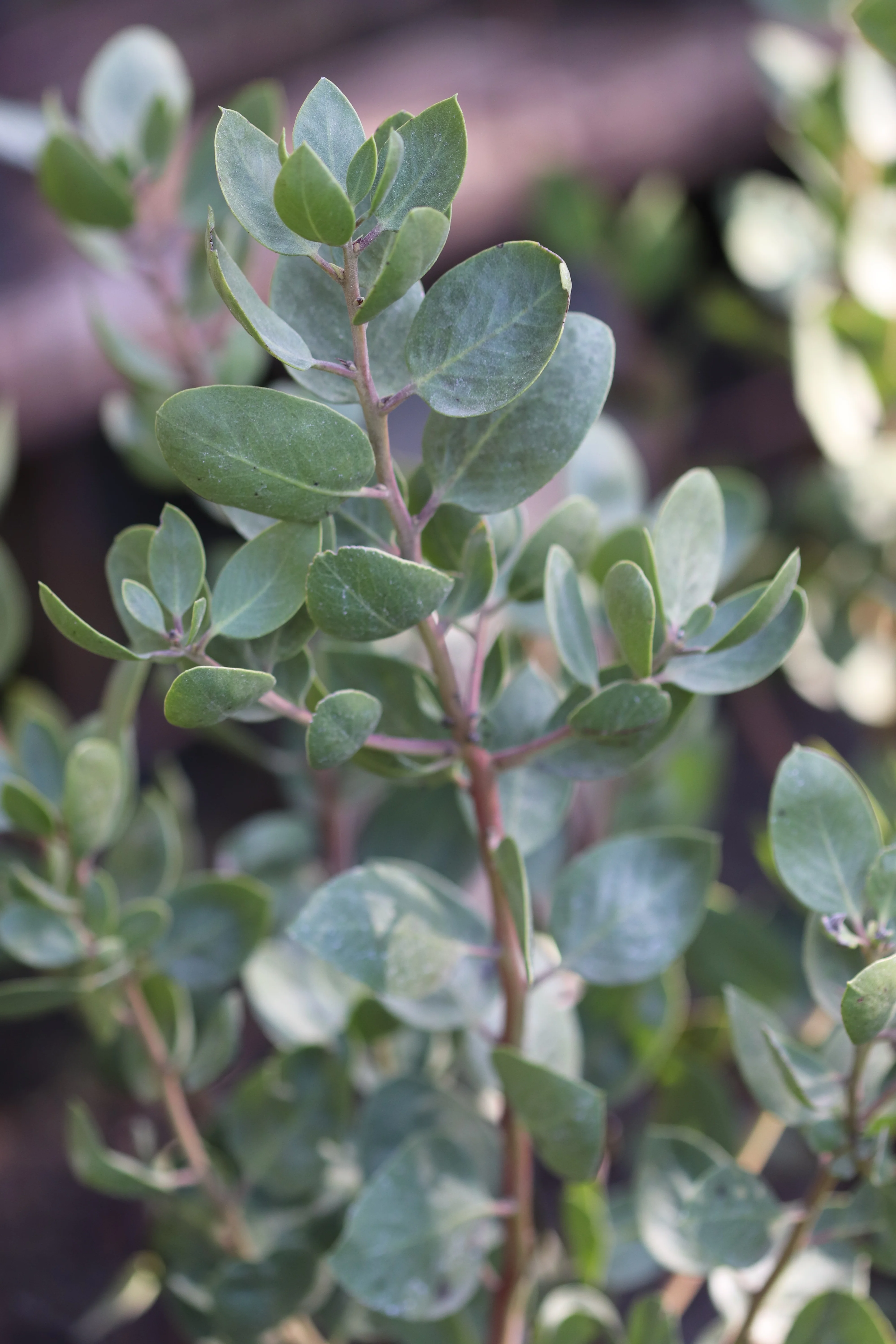 *RETAIL - Arctostaphylos manzanita 'Dr. Hurd' - Image 2