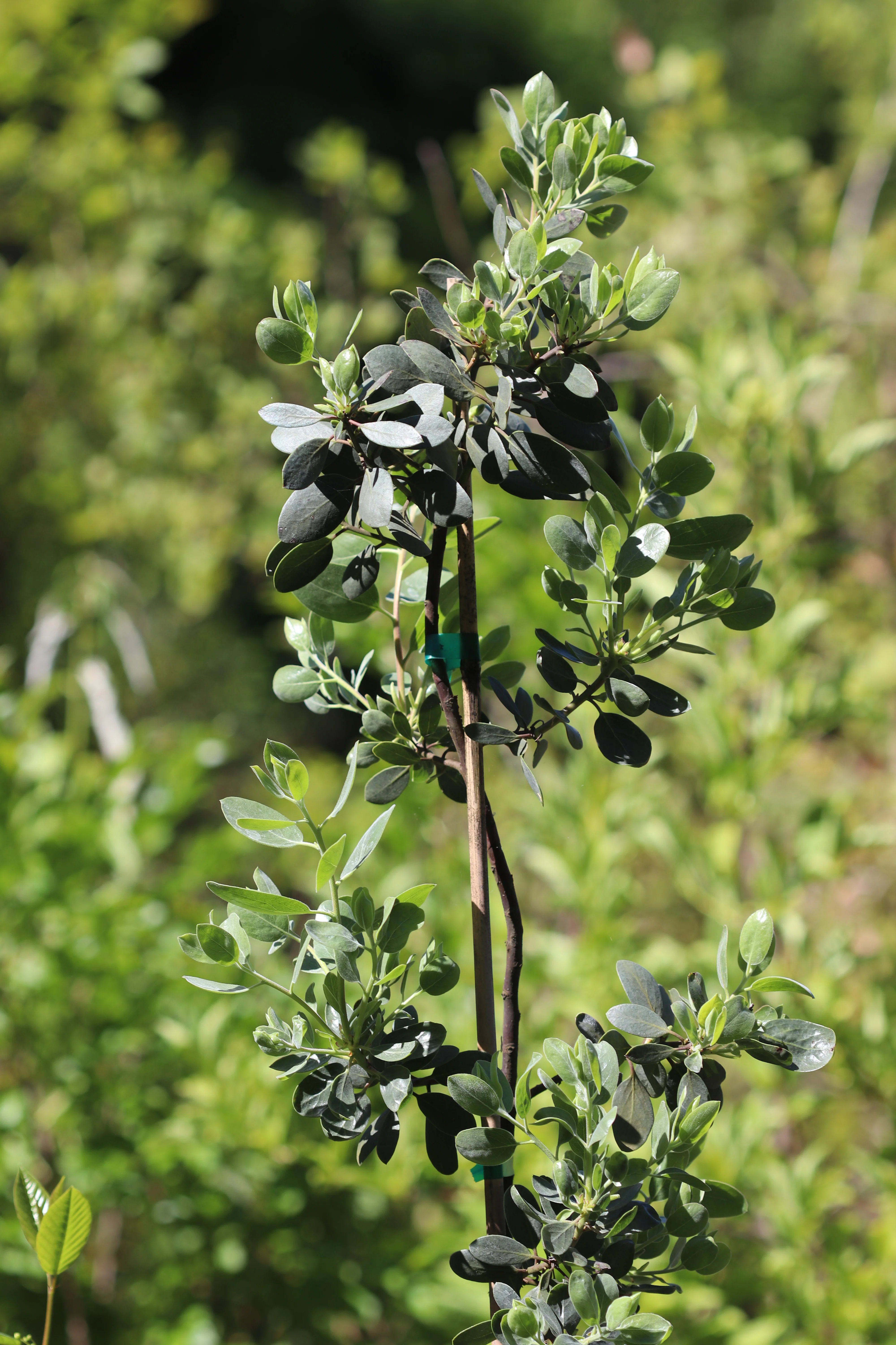 *RETAIL - Arctostaphylos manzanita 'Red Mountain Blue' - Image 2