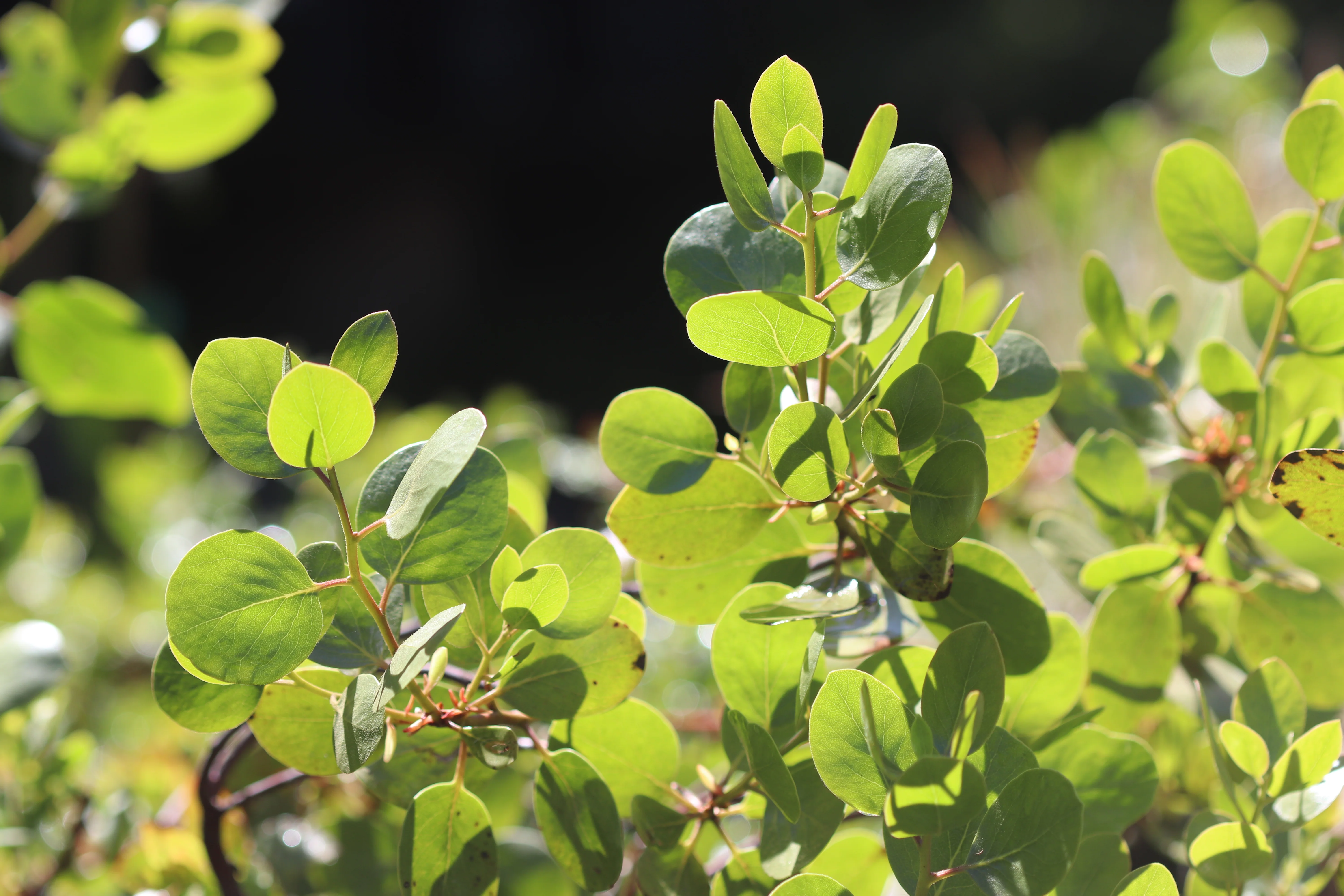 *RETAIL - Arctostaphylos manzanita 'Red Stem' - Image 2