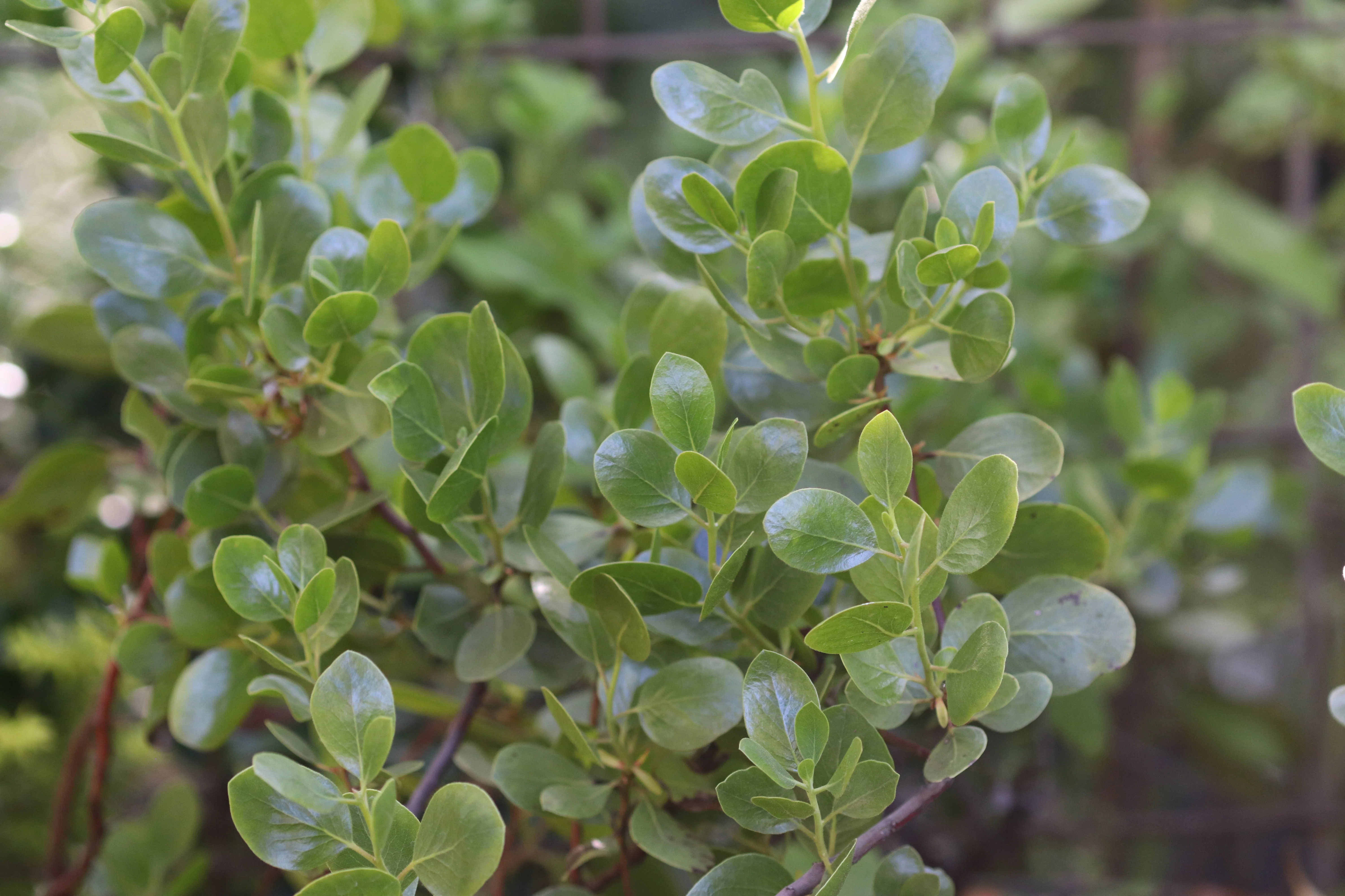 *RETAIL - Arctostaphylos manzanita 'Red Stem' - Image 3